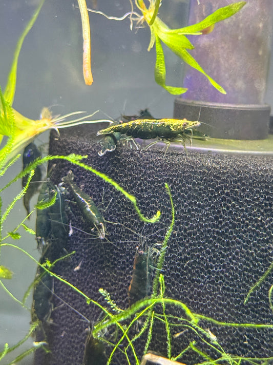 Green Hulk Shrimp Neocaridina