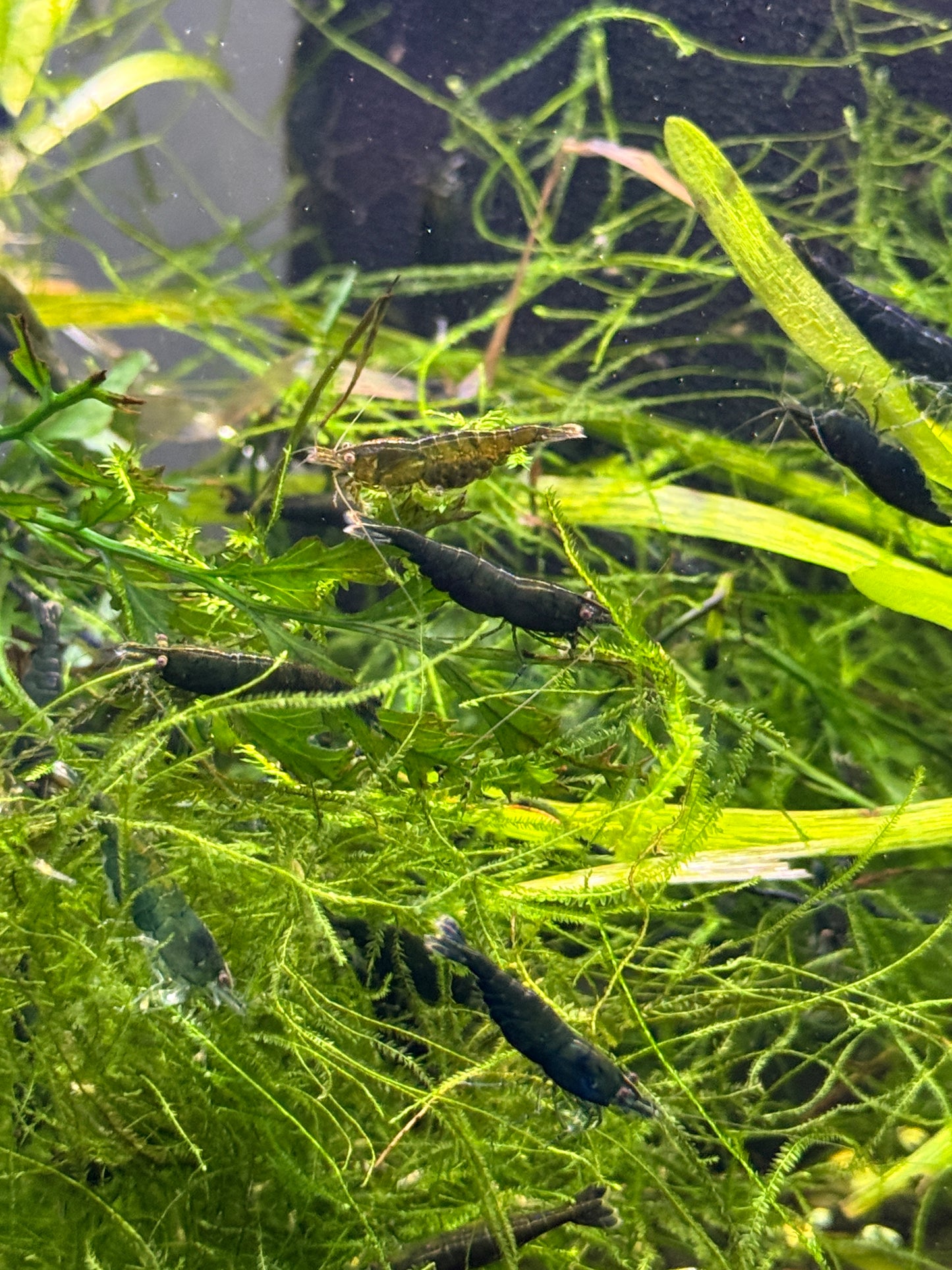 Green Hulk Shrimp Neocaridina