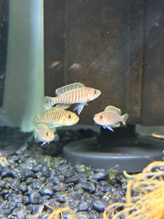 Neolamprologus similis