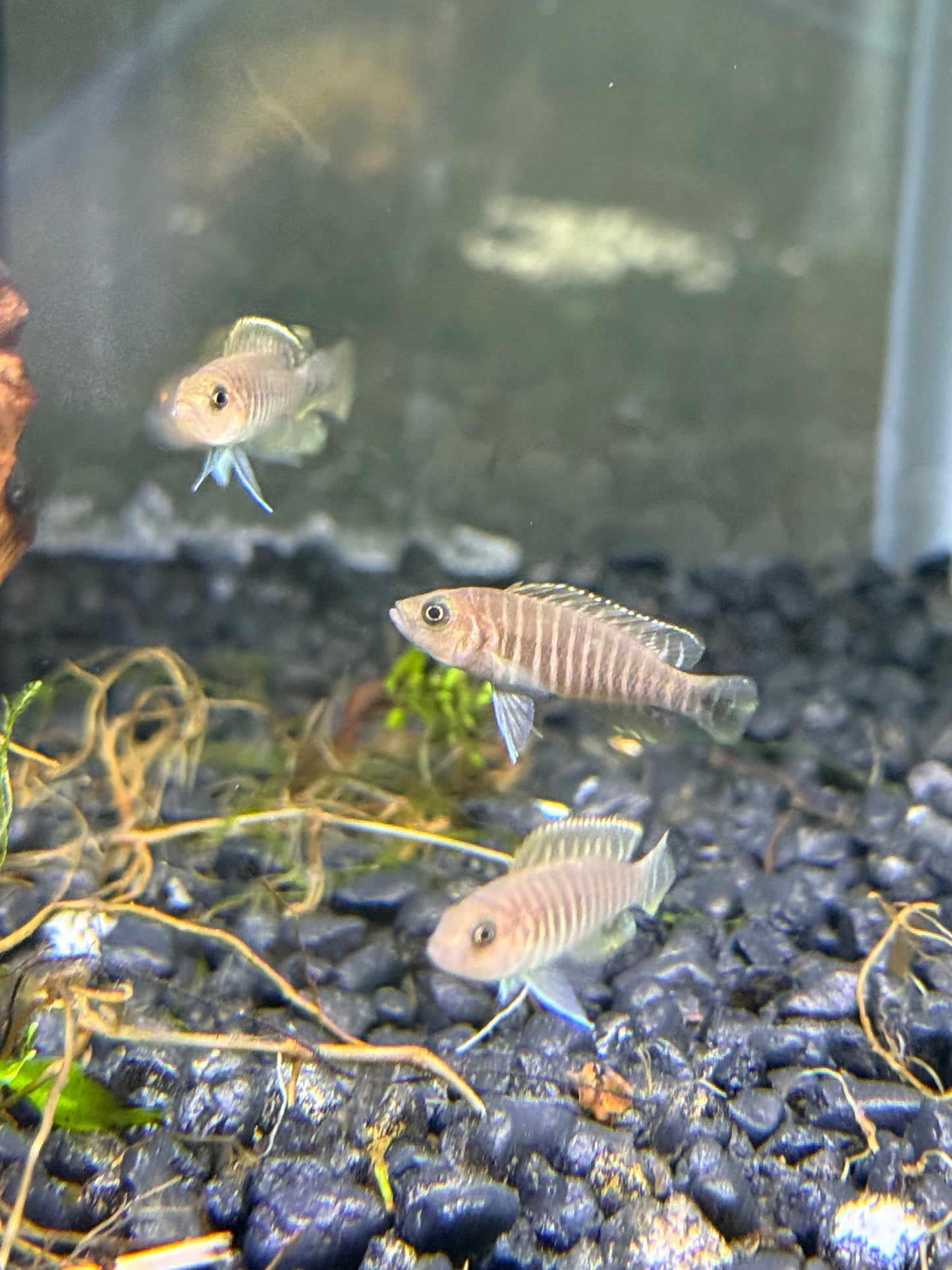 Neolamprologus similis