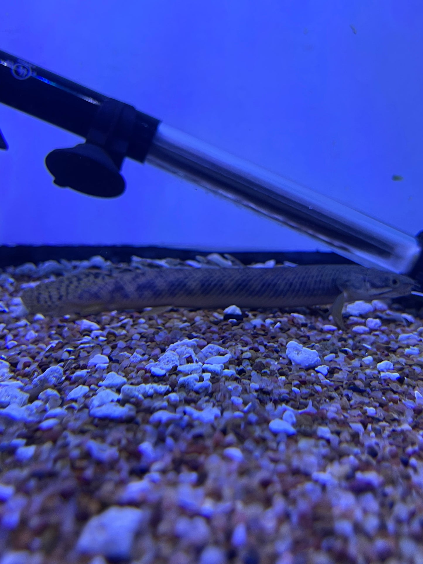 Polypterus polli