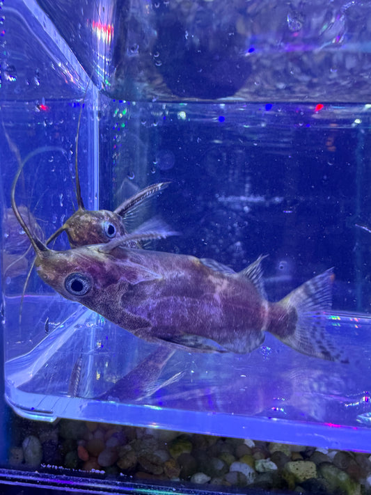 Synodontis Nigriventris Upside Down Catfish