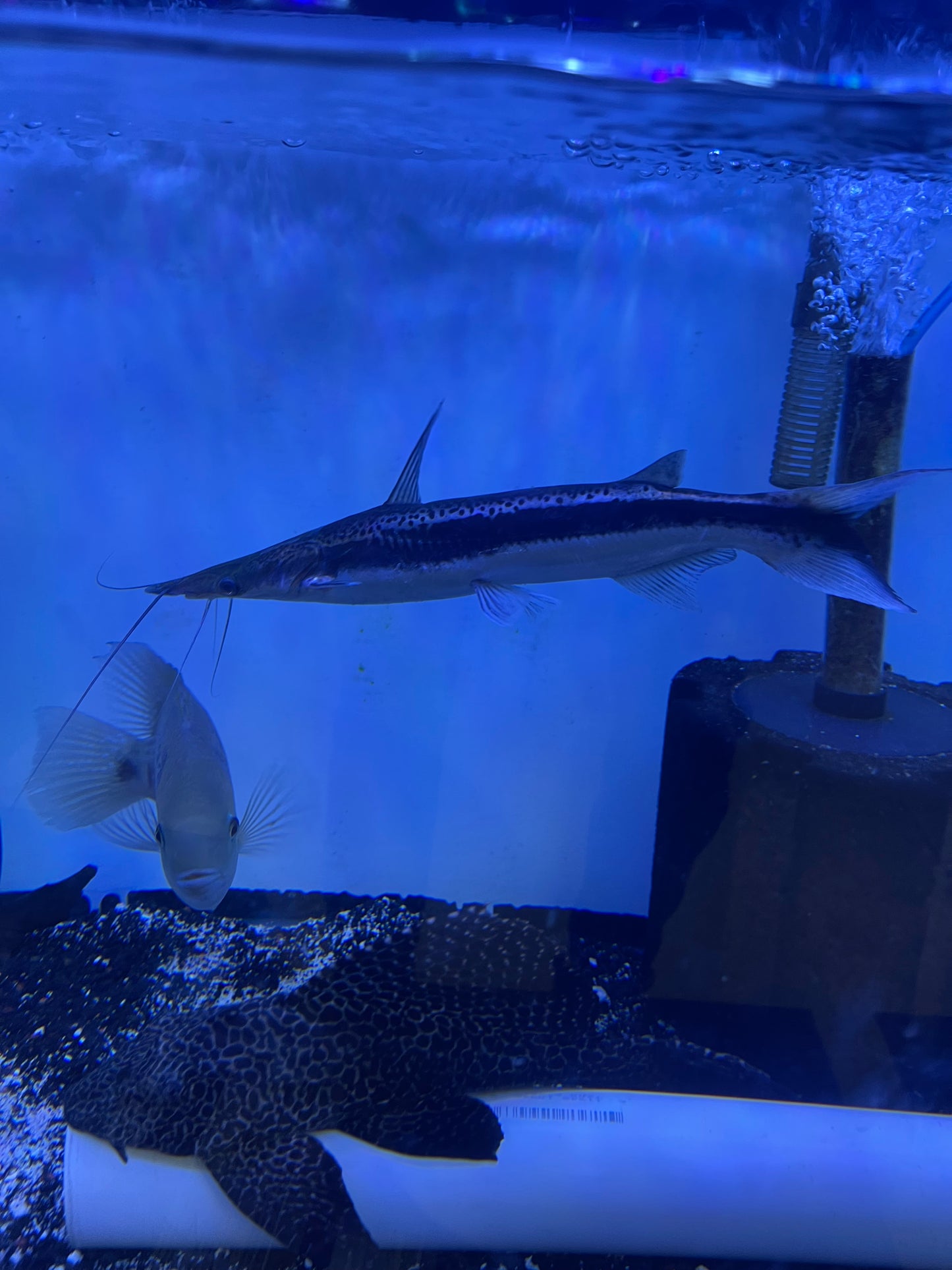 Lima Shovelnose Catfish (Sorubim Lima)