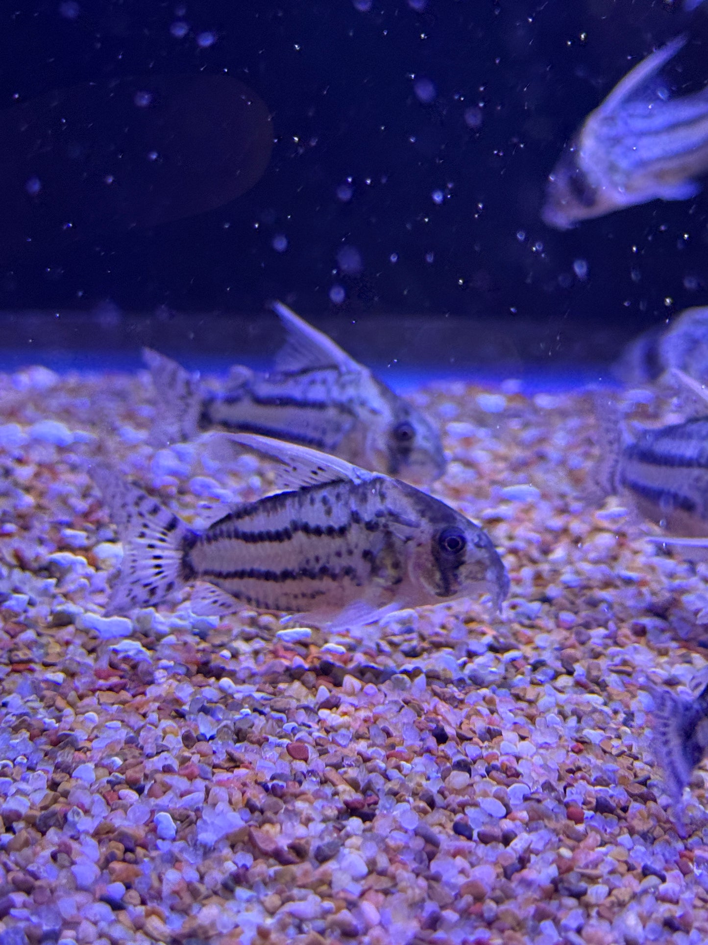 CW028 Corydoras Super Schwartzi