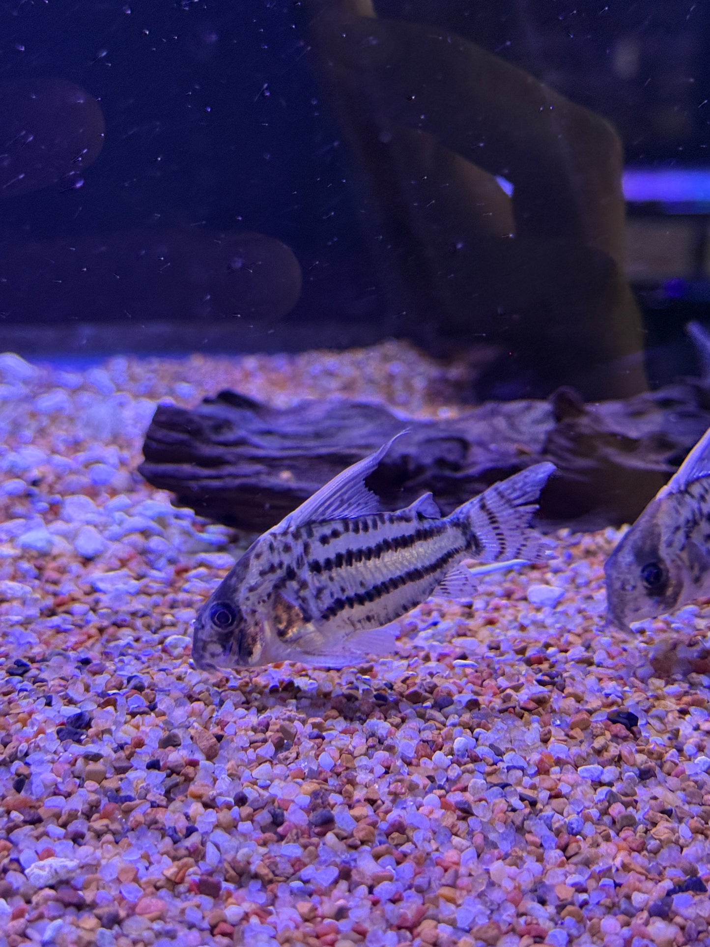 CW028 Corydoras Super Schwartzi