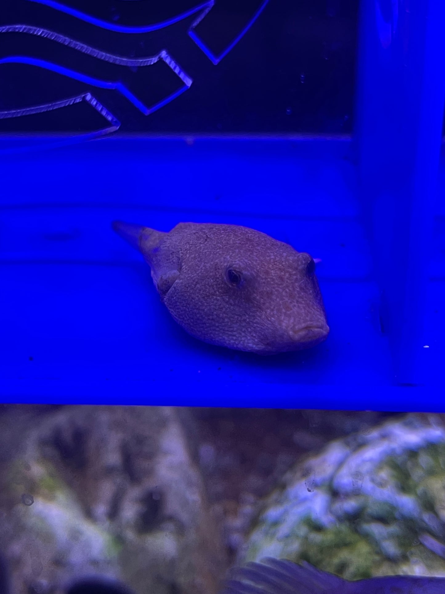 Tetraodon miurus Congo Puffer