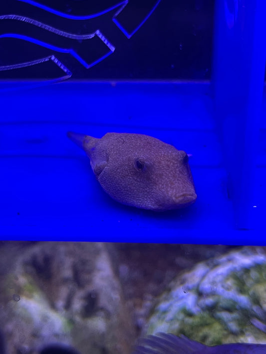 Tetraodon miurus Congo Puffer