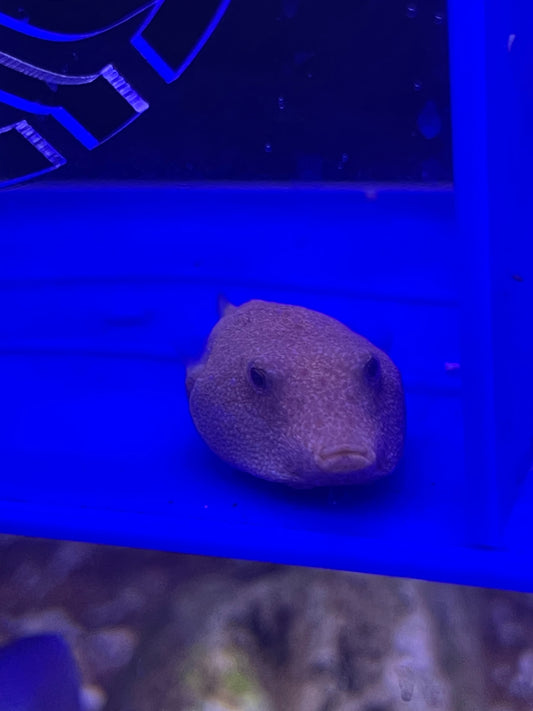 Tetraodon miurus Congo Puffer