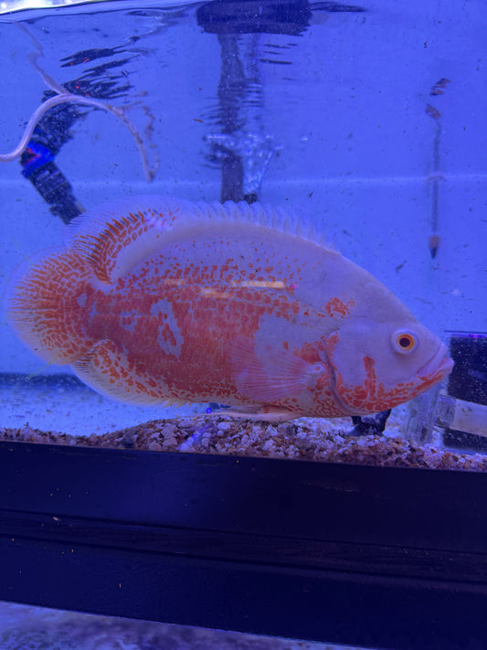 Nemo Albino  Red Oscar
