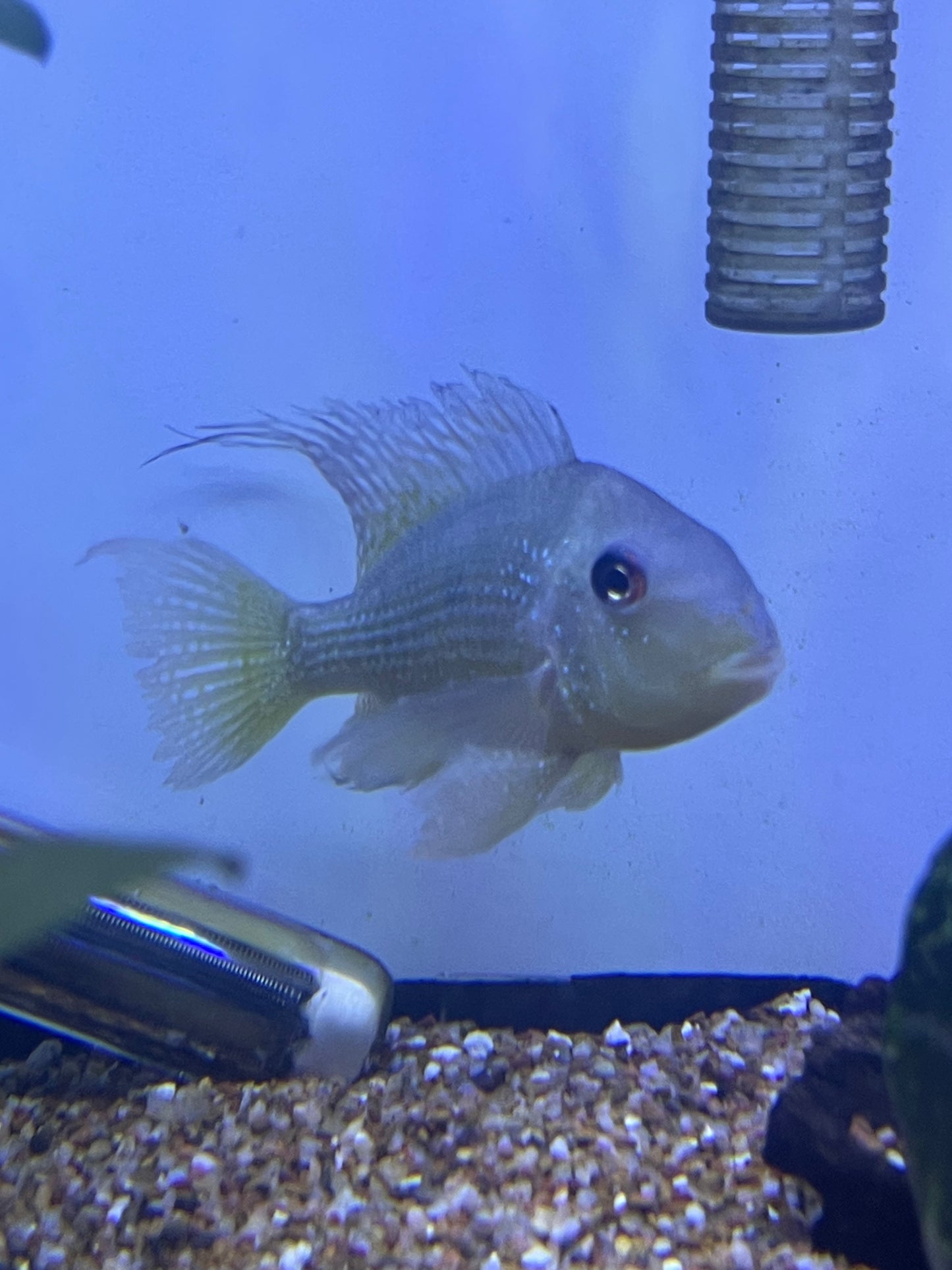Paraguay Eartheater (Gymnogeophagus Balzanii)