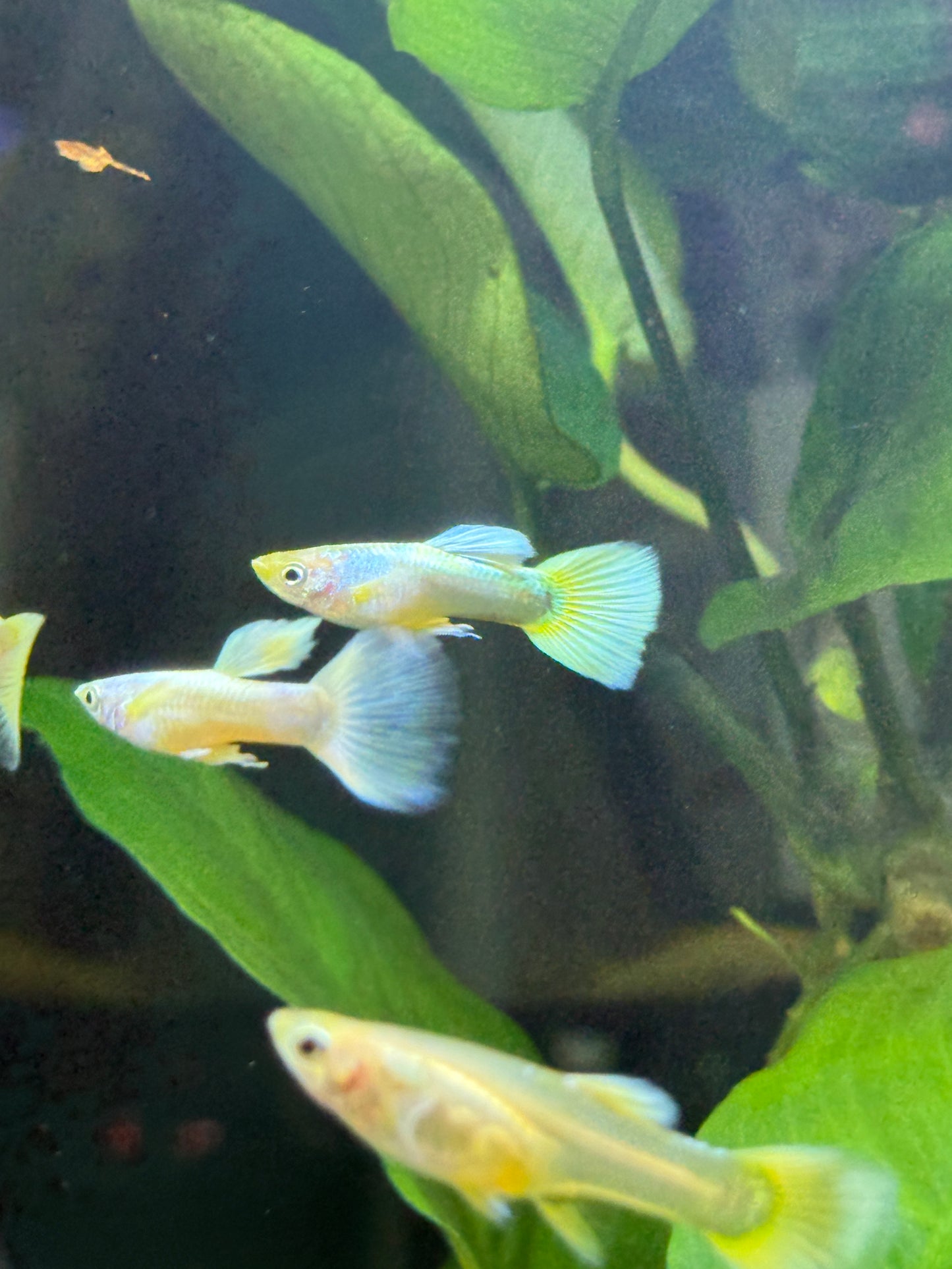 24K Gold Guppy Pairs