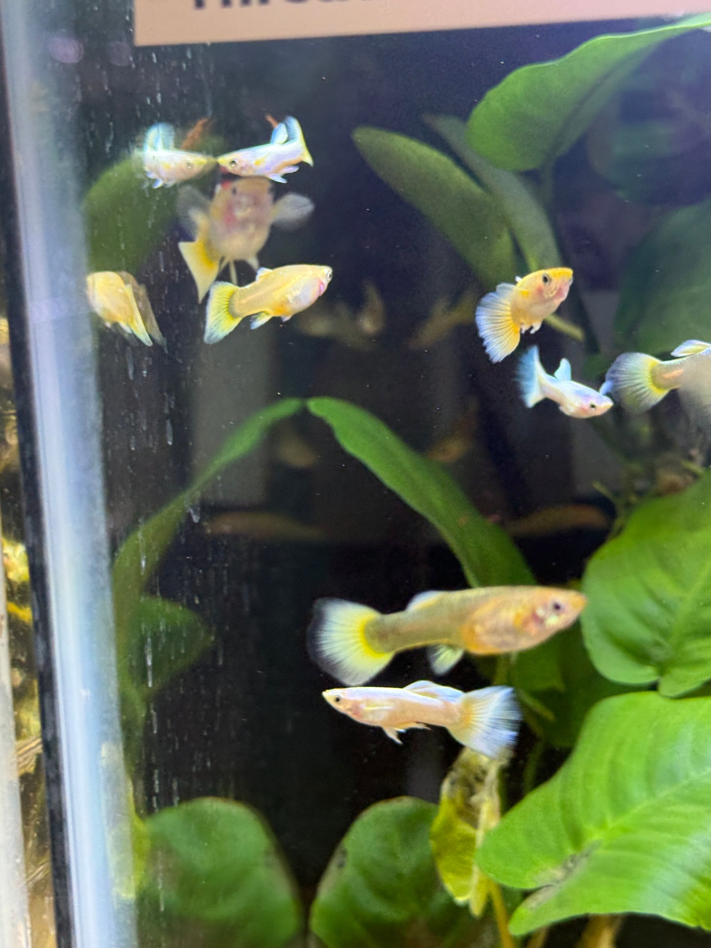 24K Gold Guppy Pairs