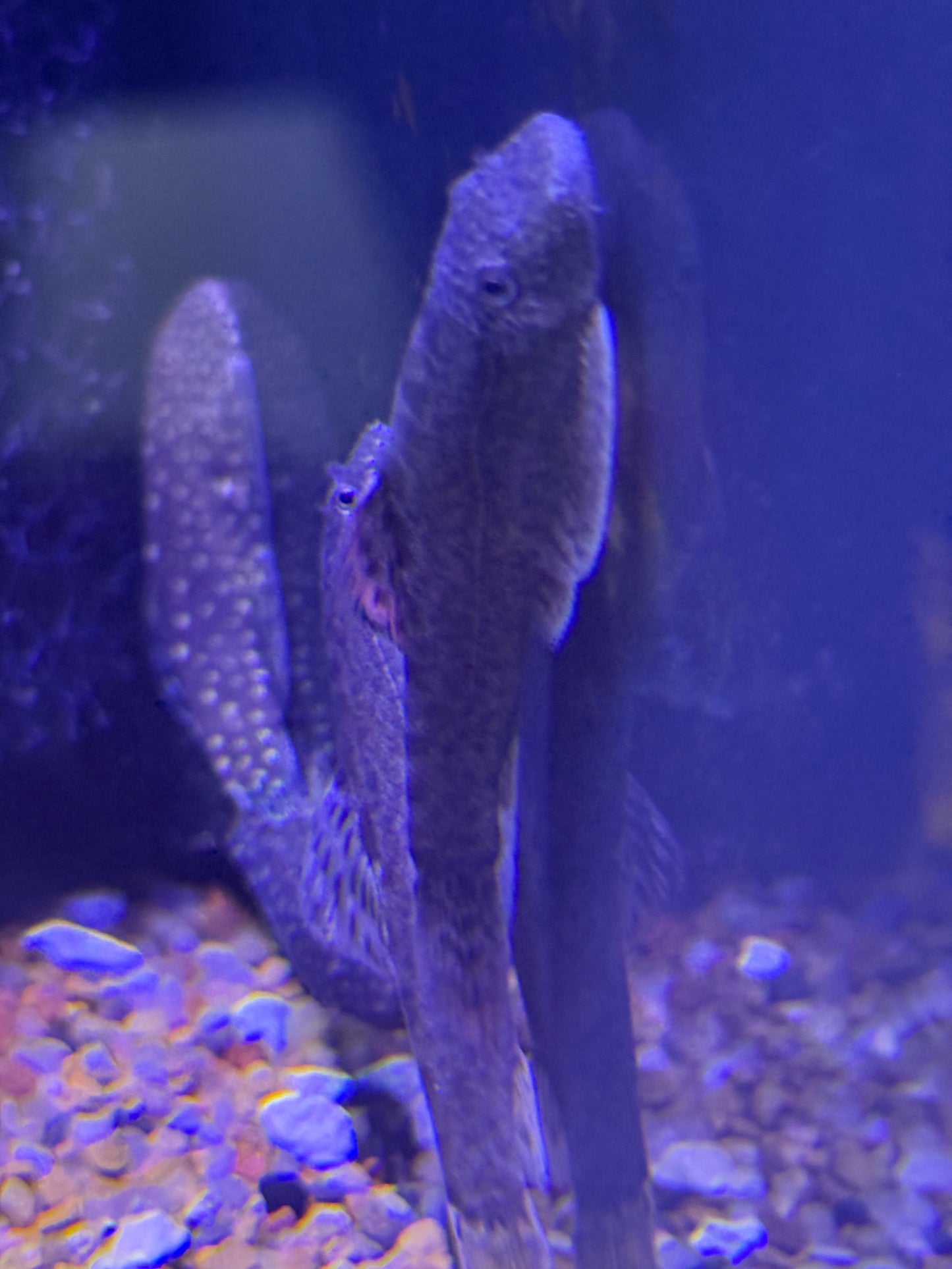 Purple Fin Hillstream Loach (Pseudogastromyzon cf. laticeps)