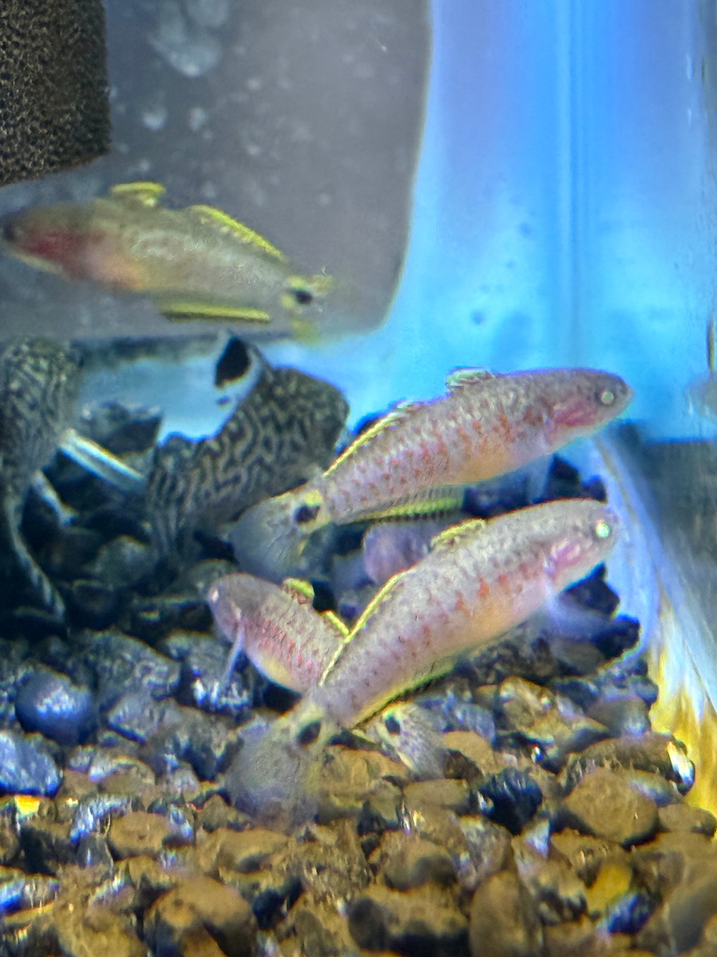 Peacock Gudgeon (Tateurndina ocellicauda)