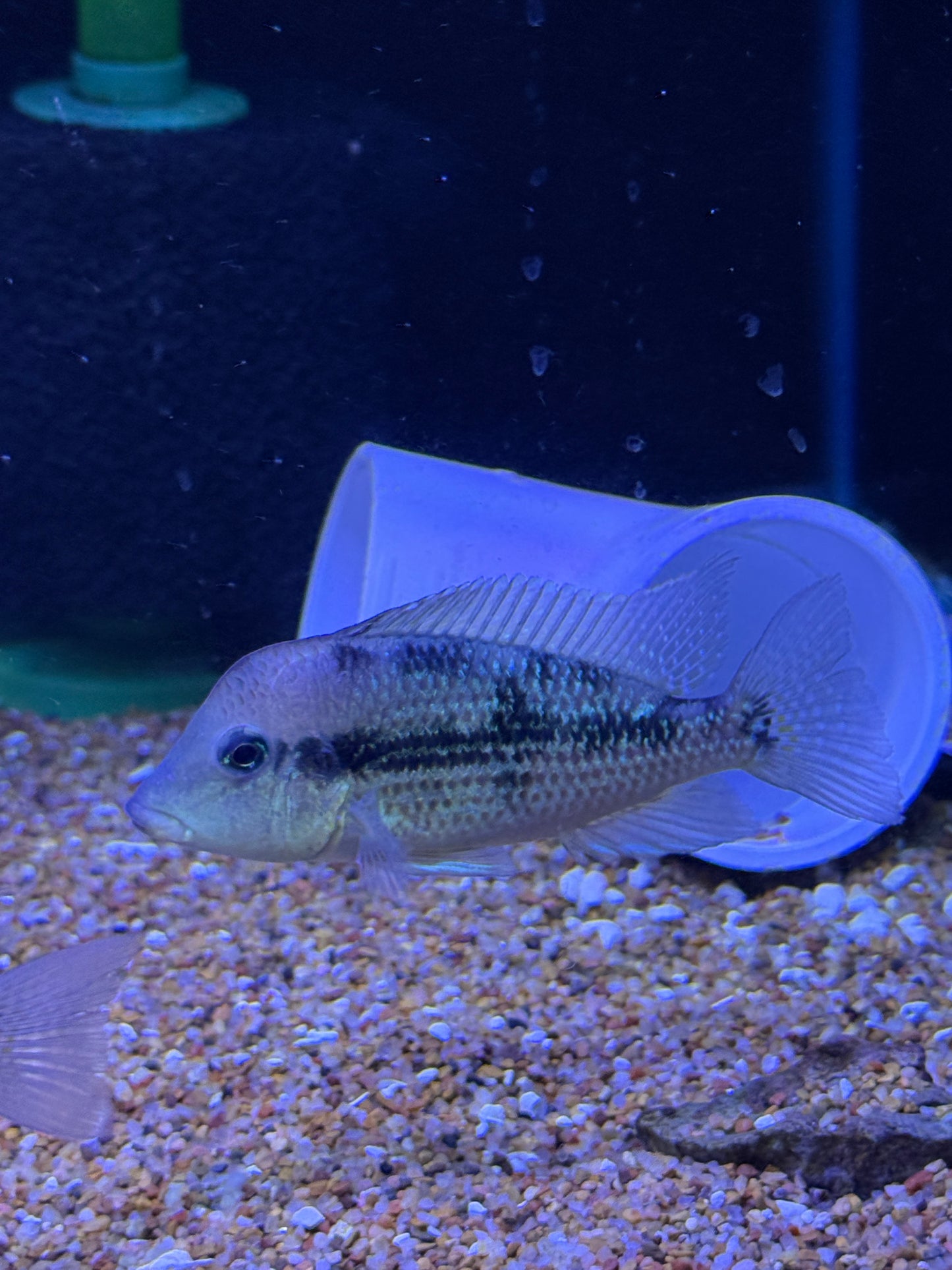 Geophagus sp. Alto Sinu
Gold Dust Geo