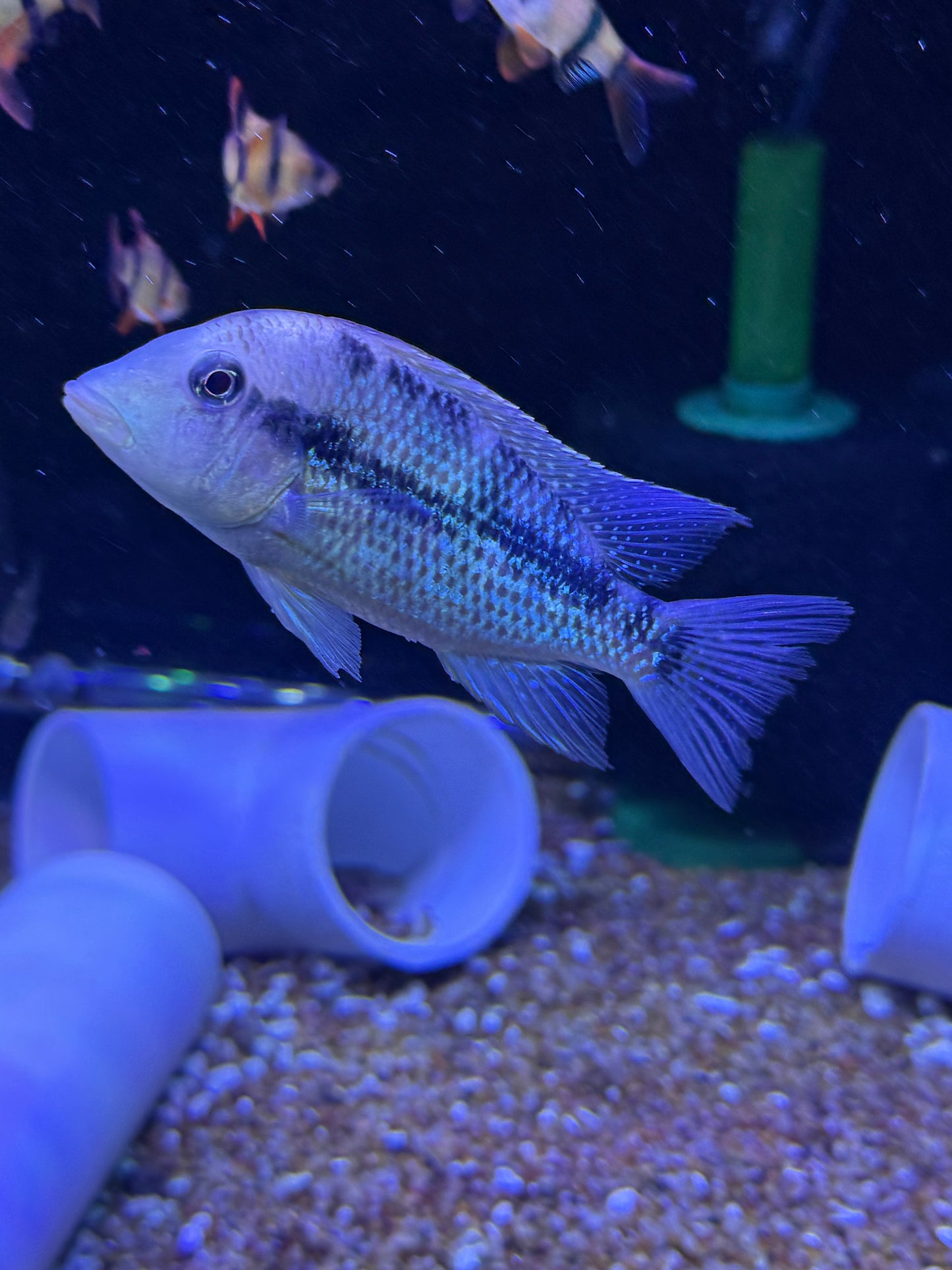 Geophagus sp. Alto Sinu
Gold Dust Geo
