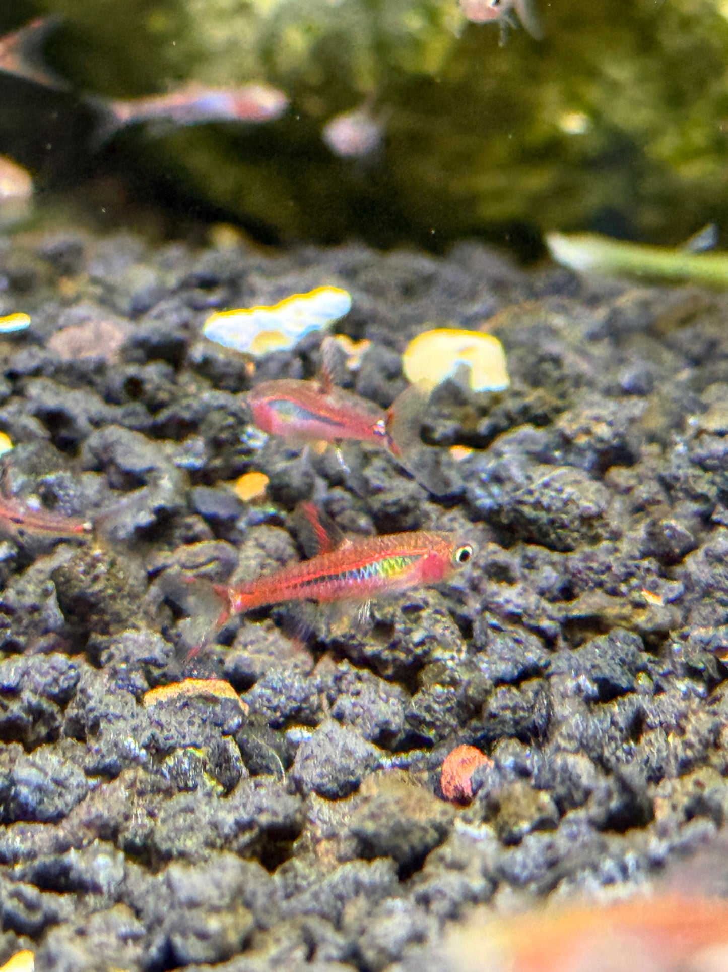 "Chili Rasbora"
Boraras brigittae