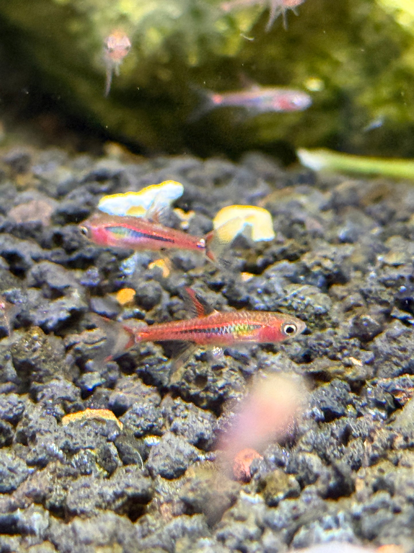 "Chili Rasbora"
Boraras brigittae