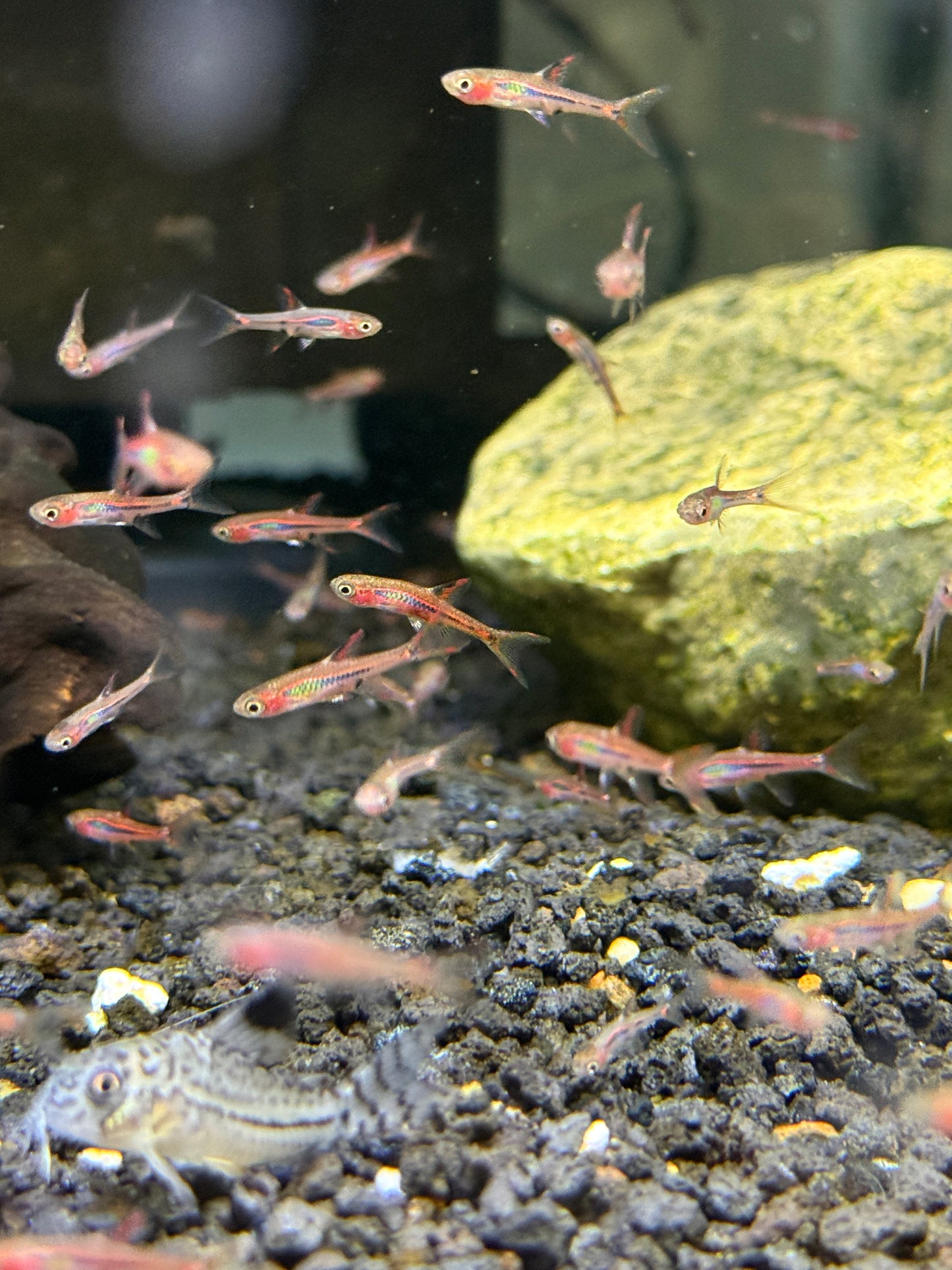 "Chili Rasbora"
Boraras brigittae