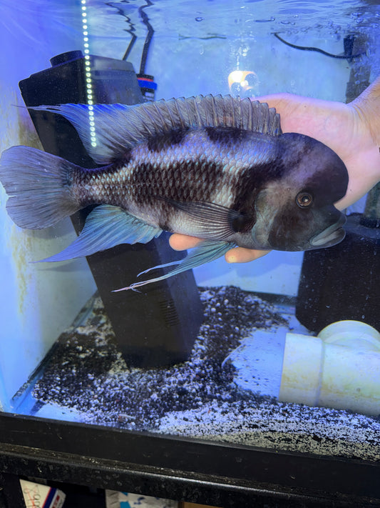 Show Fish Cyphotilapia Frontosa Black Widow