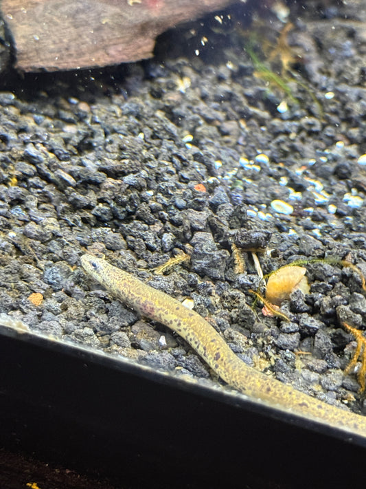 Marble Swamp Eel (Synbranchus marmoratus