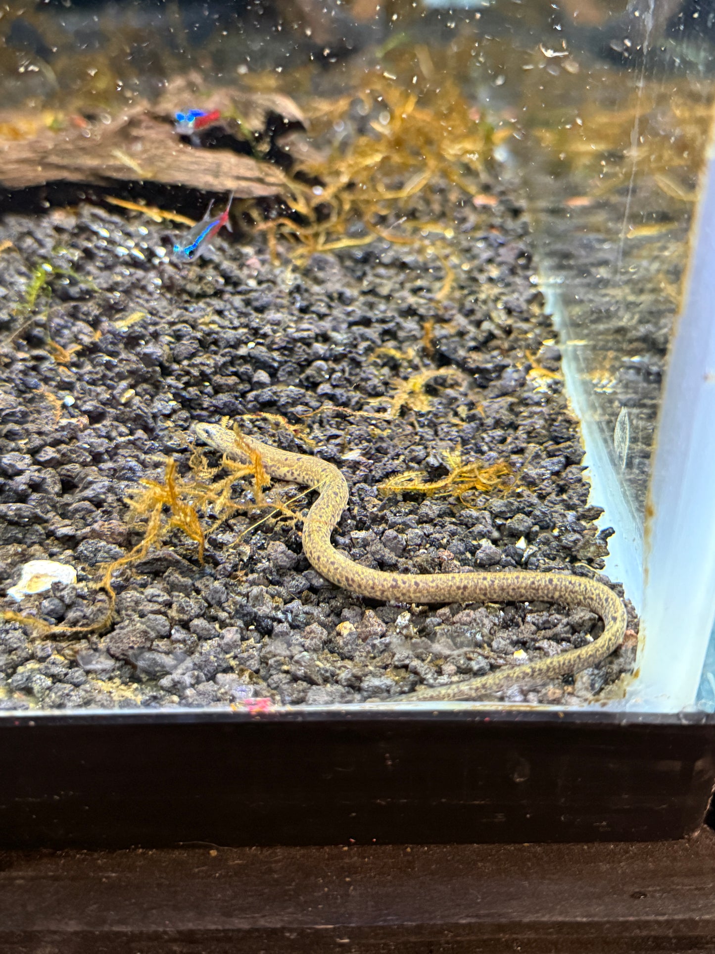 Marble Swamp Eel (Synbranchus marmoratus