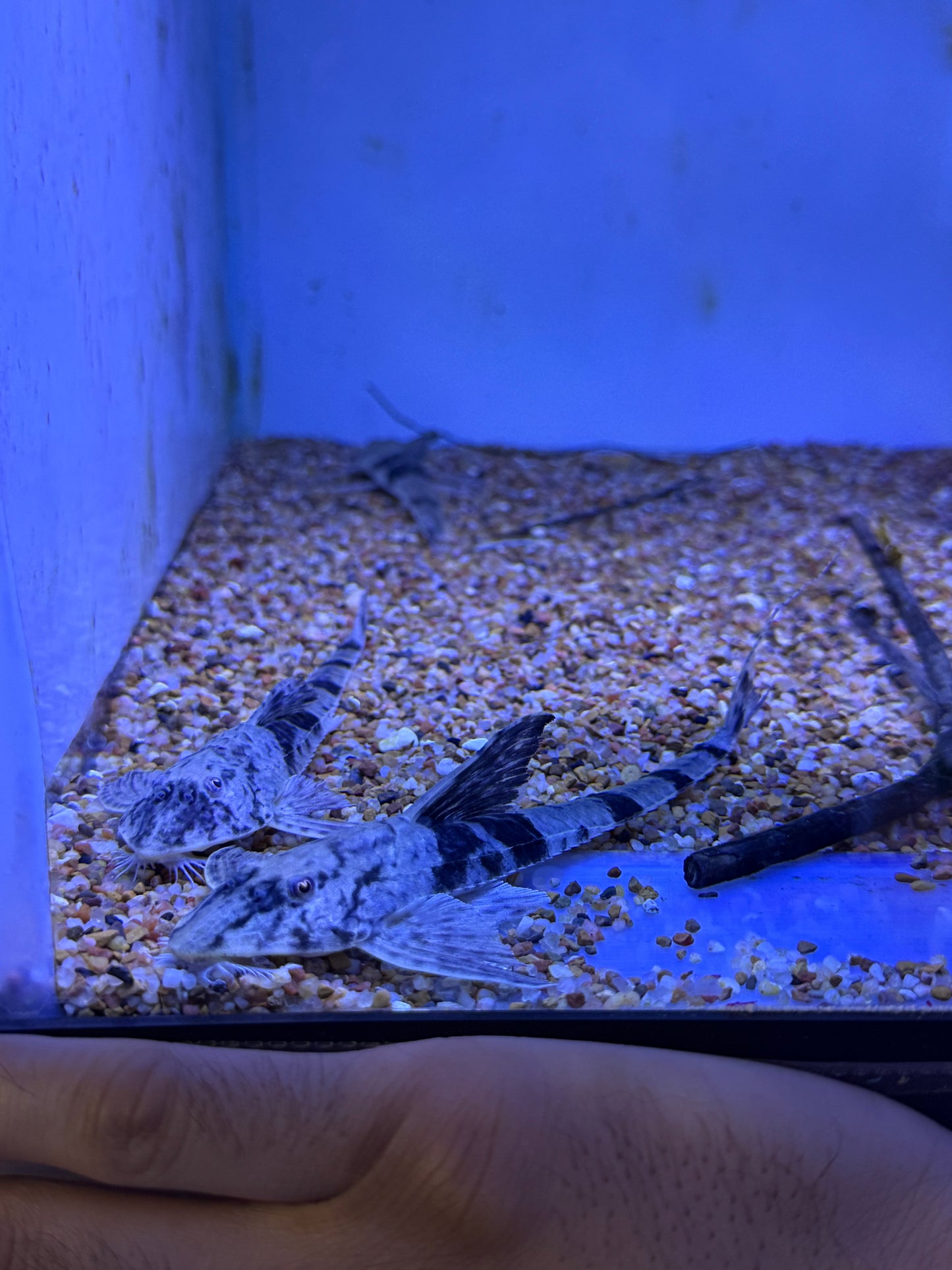 Loricaria Simillima Marbled Whiptail