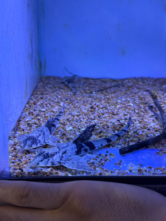 Loricaria Simillima Marbled Whiptail