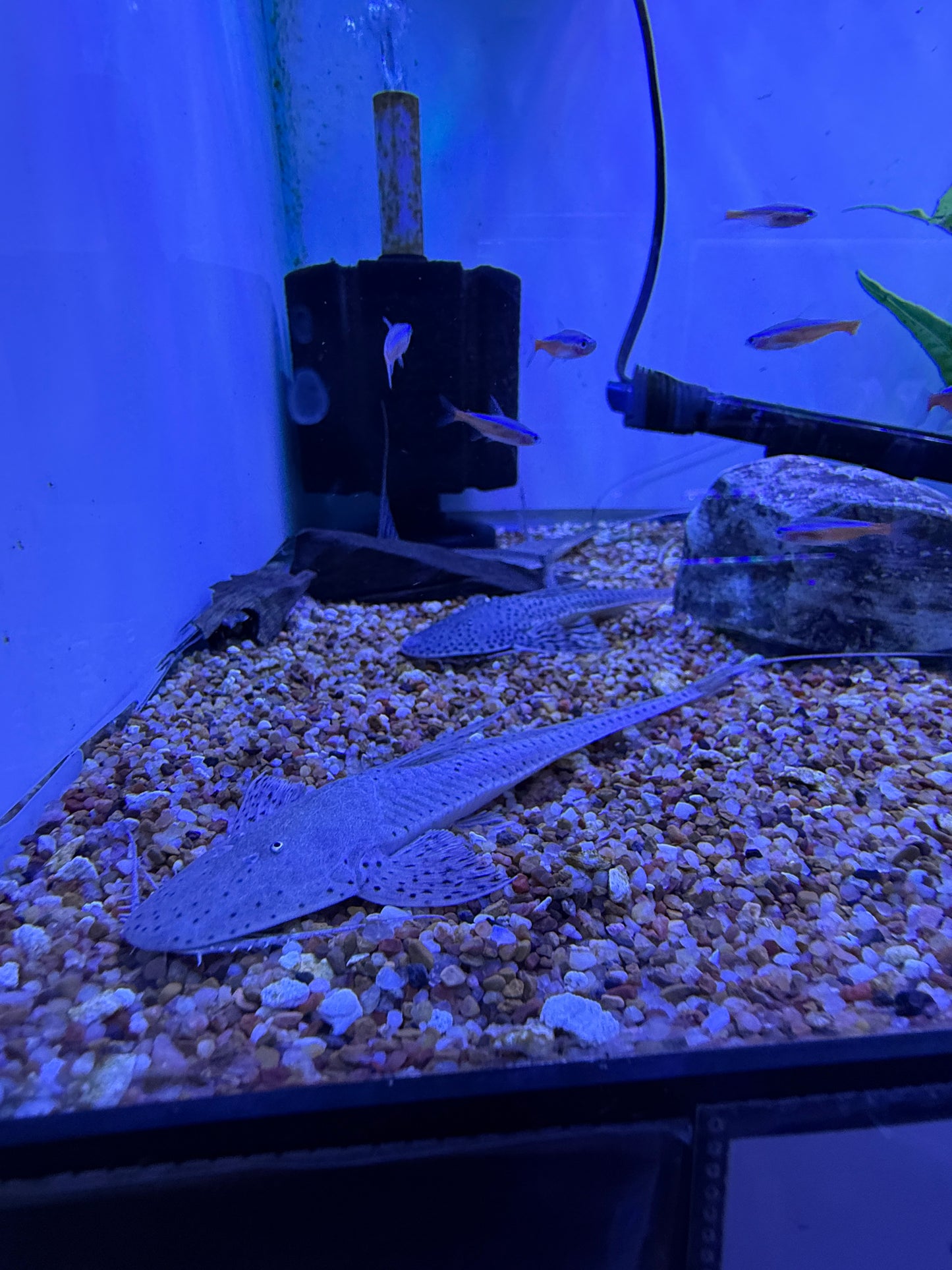 Planiloricaria cryptodon Loricaria
Spoon Face Whiptail