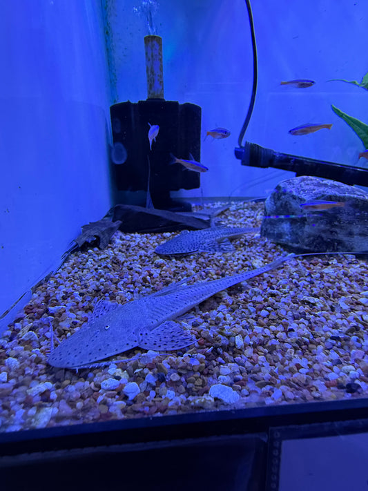 Planiloricaria cryptodon Loricaria
Spoon Face Whiptail