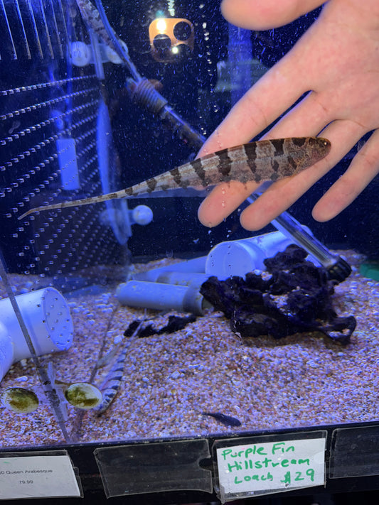 Barred Knife Fish Steatogenys elegans