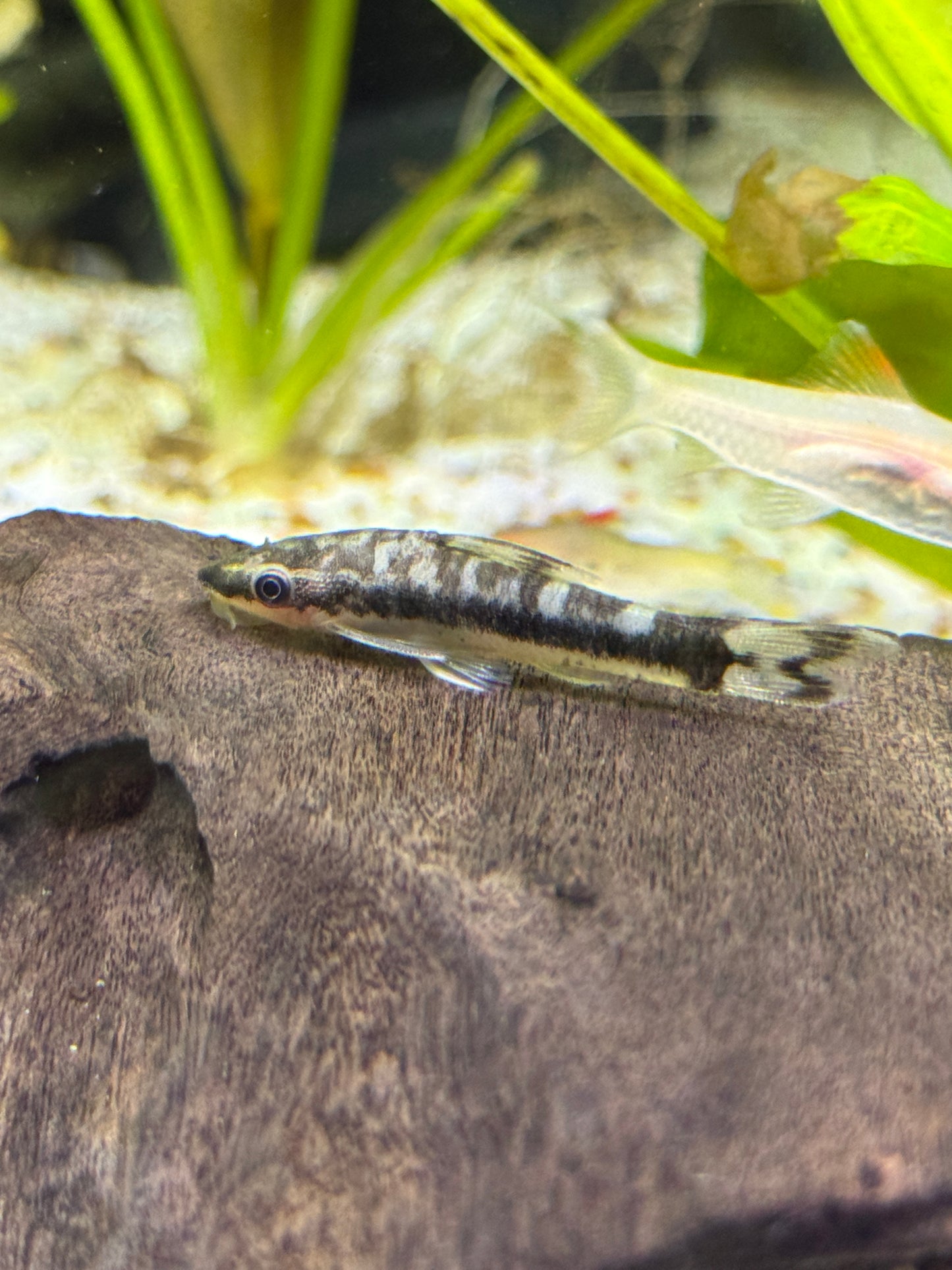 Rio Tigre Zebra Otocinclus (Otocinclus cocama)