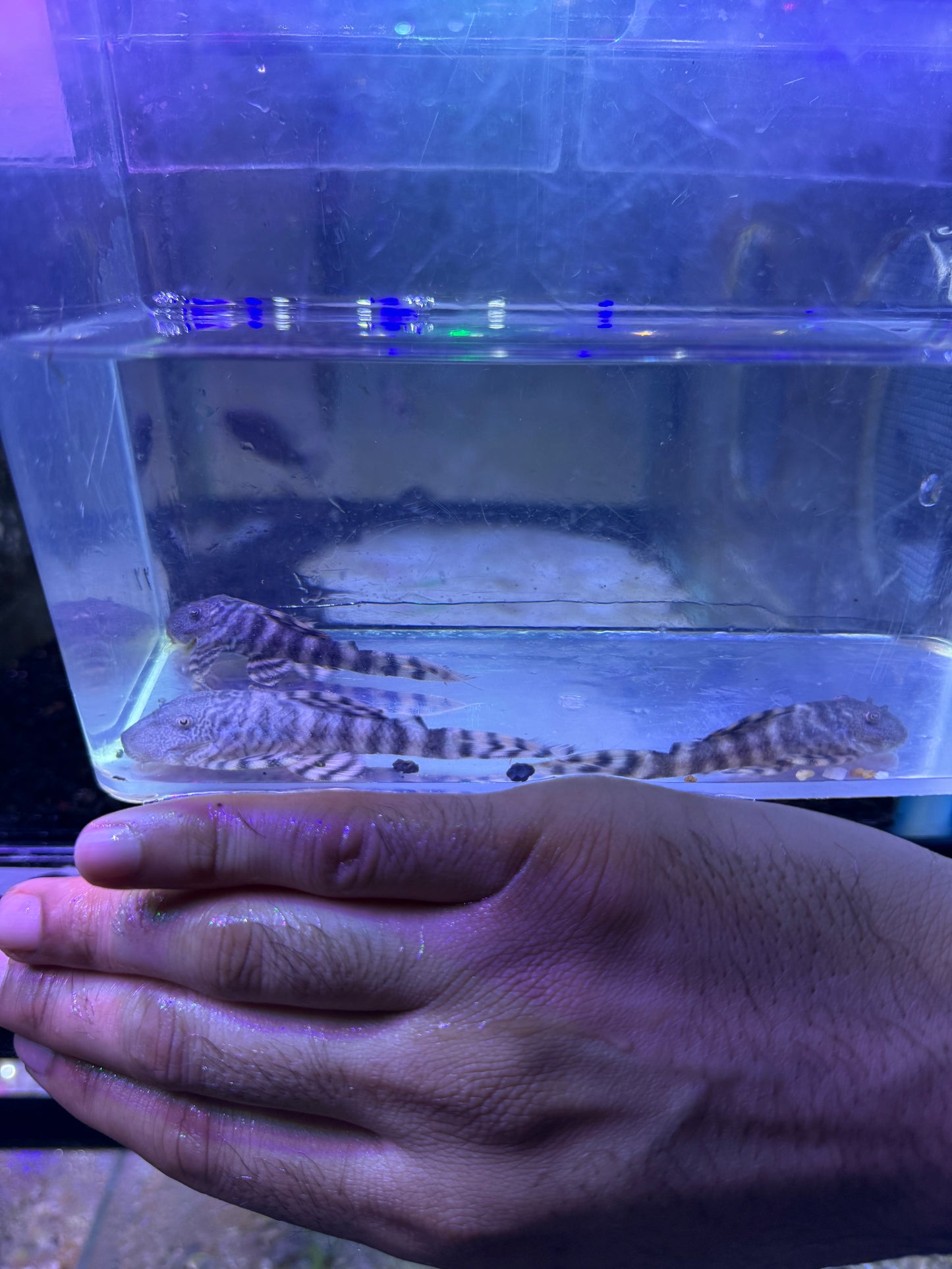 L226 Iquitos Tiger Pleco (Panaqolus changae)