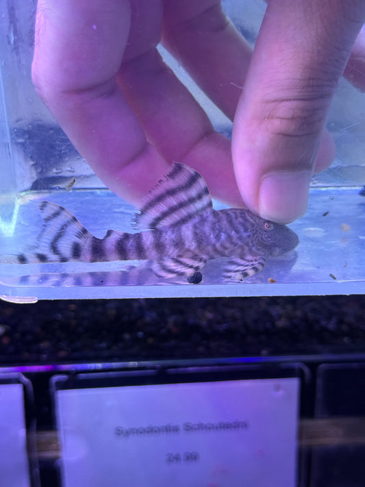 L226 Iquitos Tiger Pleco (Panaqolus changae)