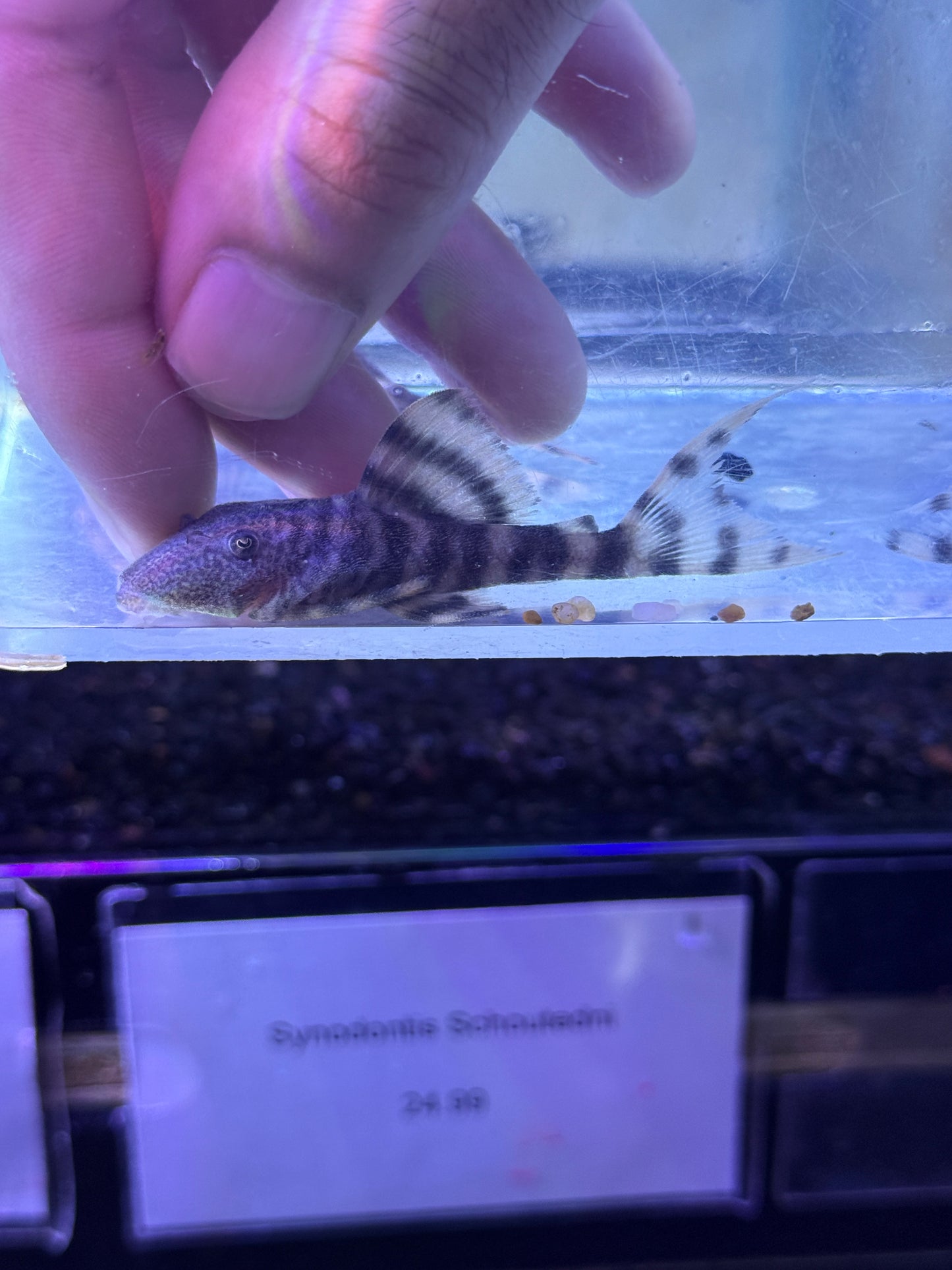 L226 Iquitos Tiger Pleco (Panaqolus changae)