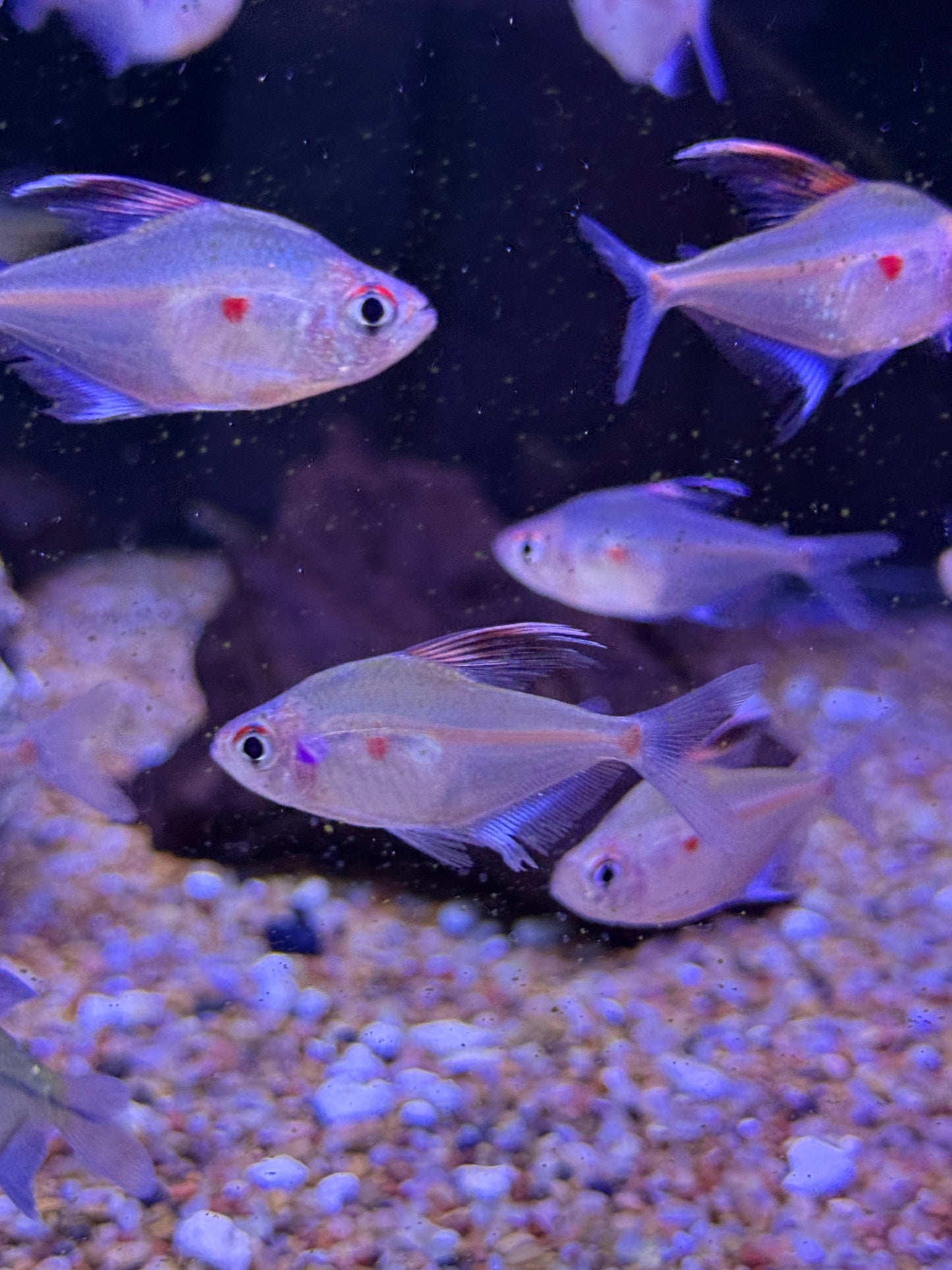 Bleeding Heart Tetra