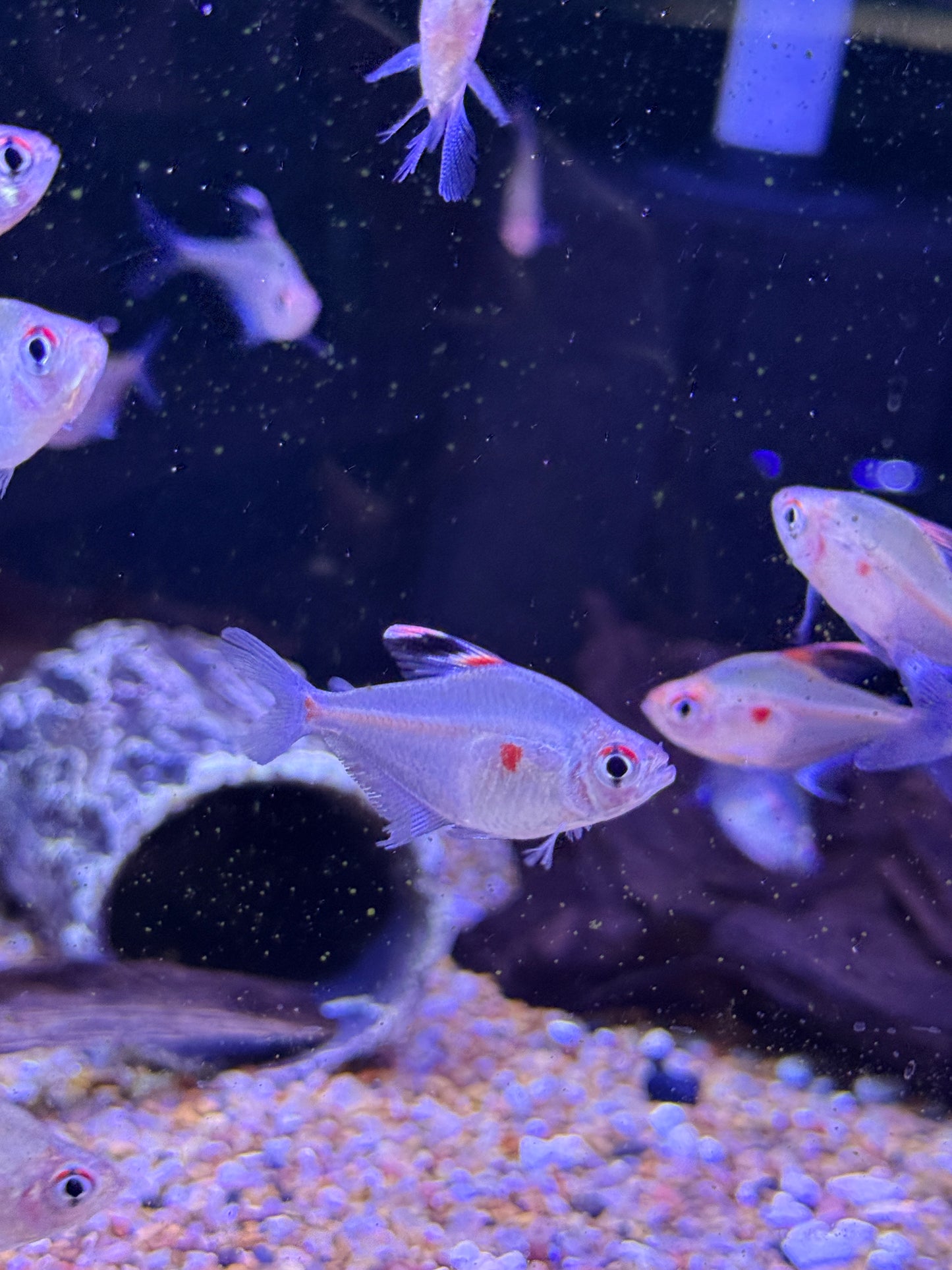 Bleeding Heart Tetra