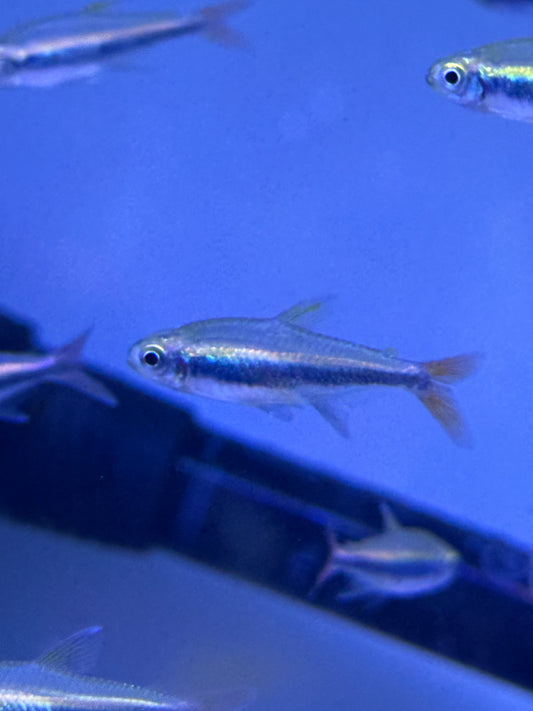 Tetra Loreto Hyphessobrycon loretoensis