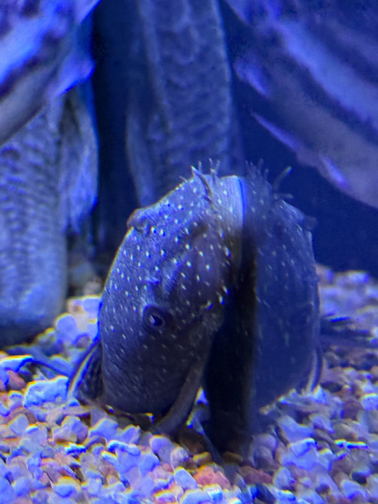 Ancistrus sp. LDA45 / L349
Green Spot Momon Bristlenose Pleco Bushy/Bristle Nose Peru