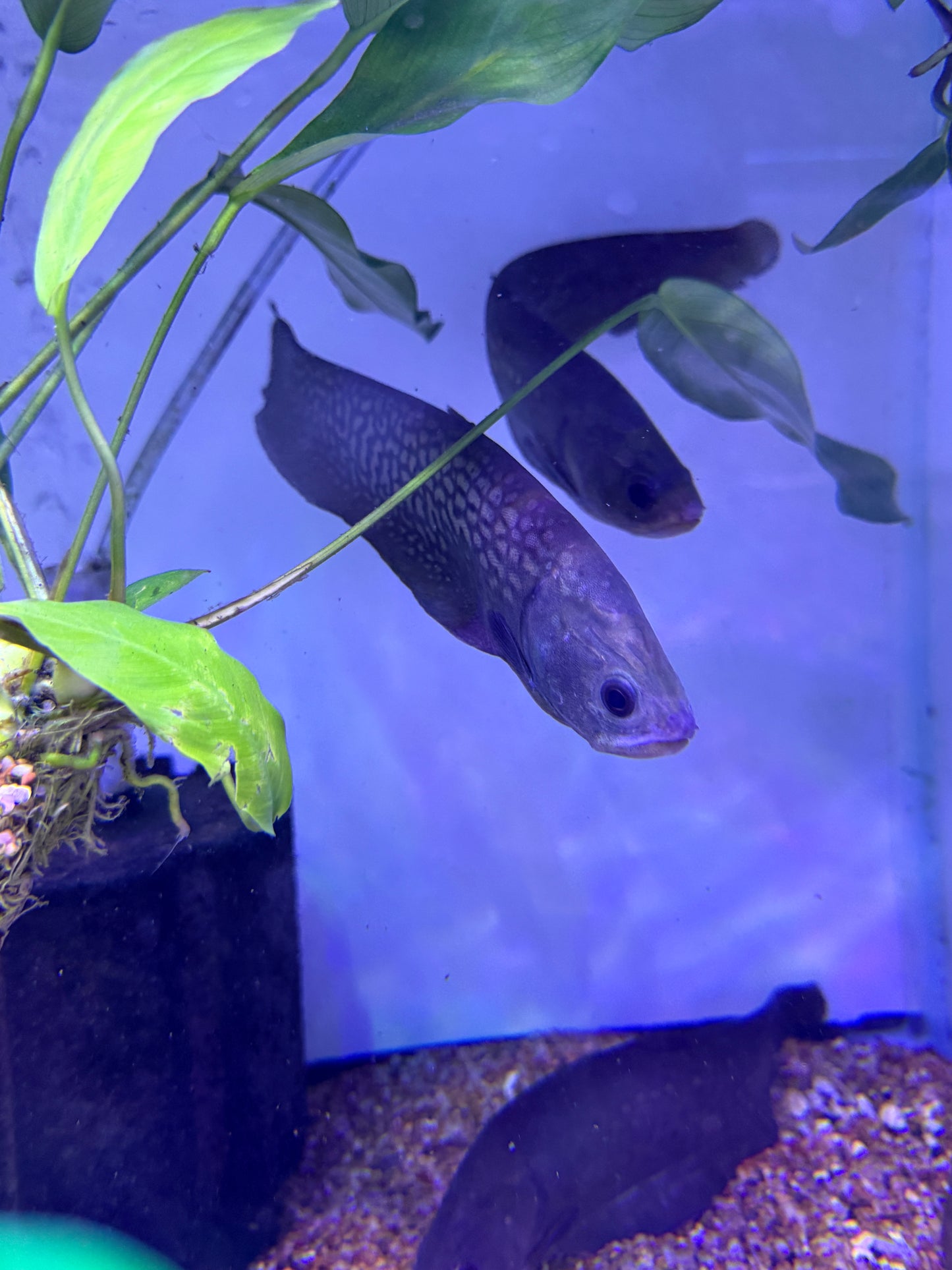 Pom Pom Knife fish Reticulated Knife (Papyrocranus afer)