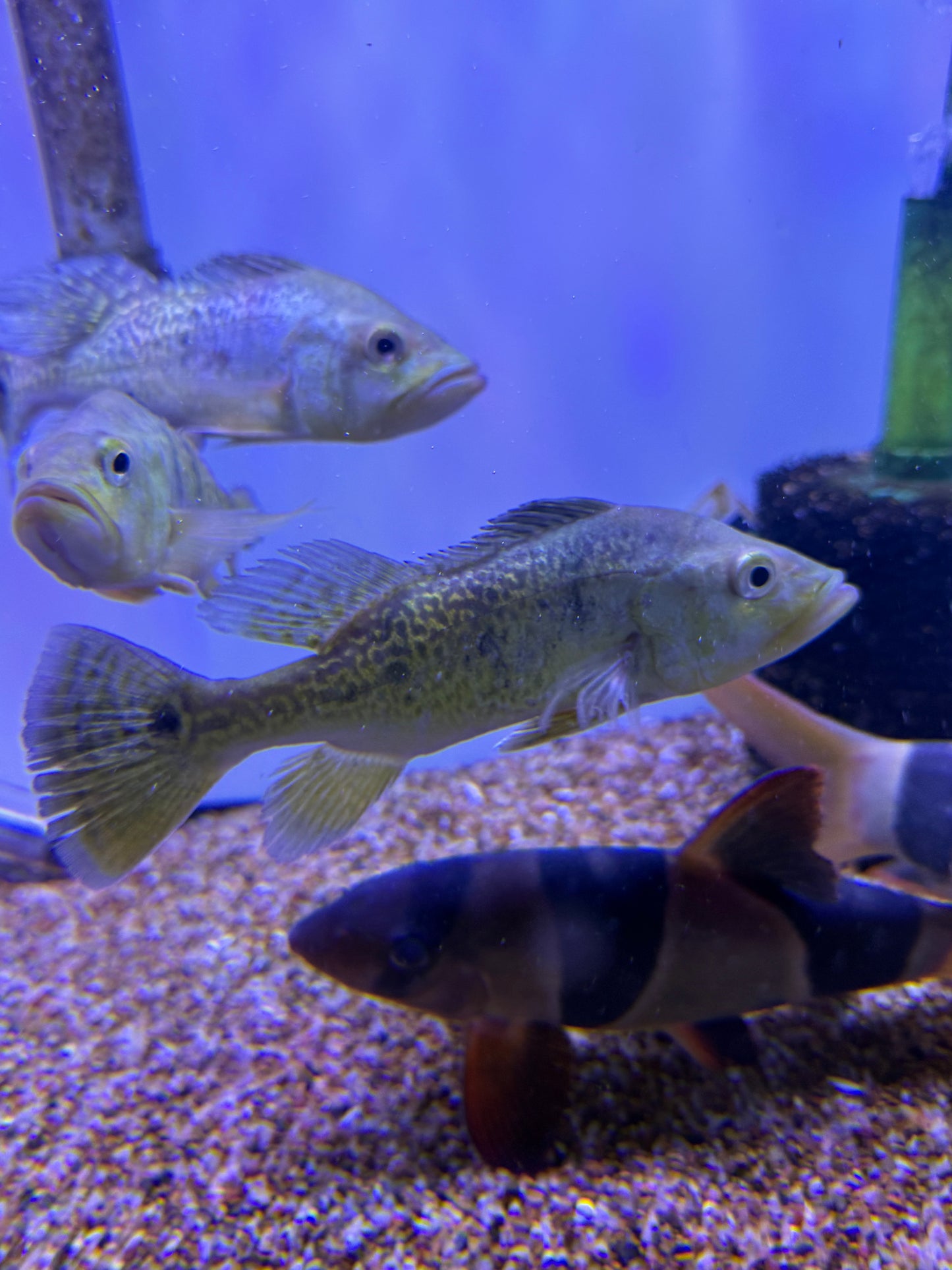 Spider Kelberi Bass (Cichla Kelberi)