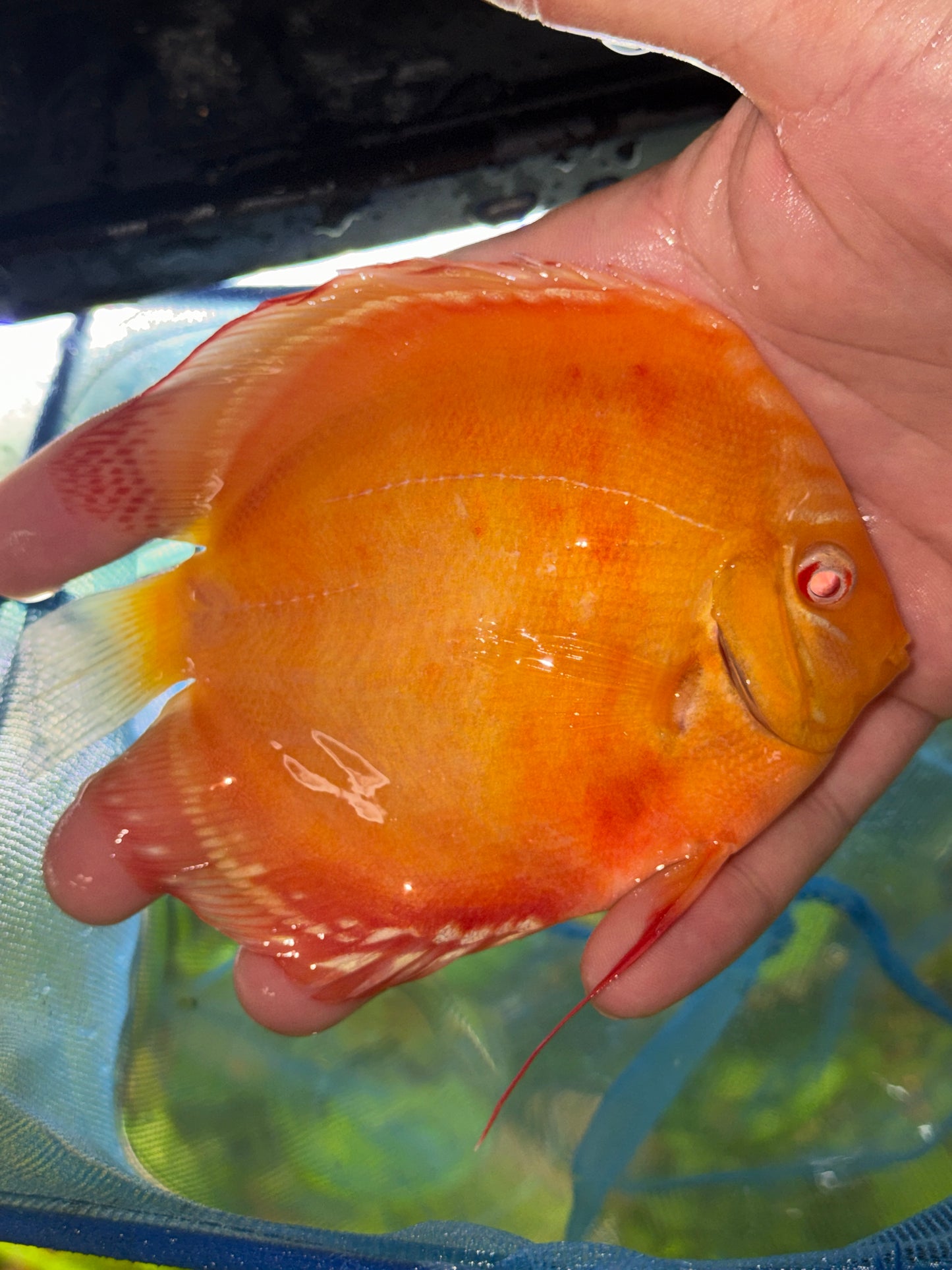 Albino Red Pigeon Strain Discus