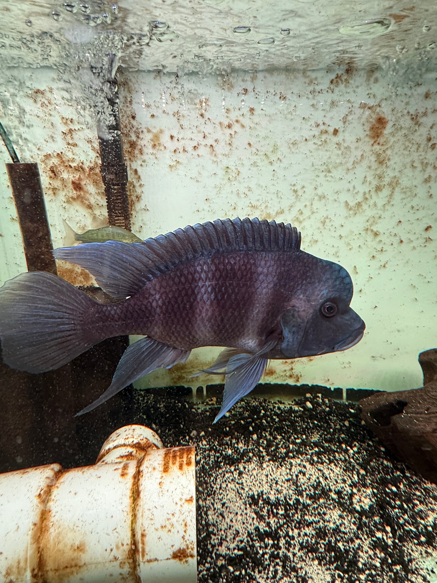 Show Frontosa Cyphotilapia Frontosa Zair Blue