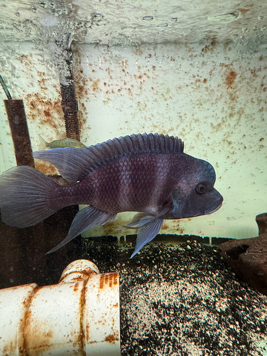 Mpimbwe Blue Frontosa (Cyphotilapia gibberosa "Mpimbwe")