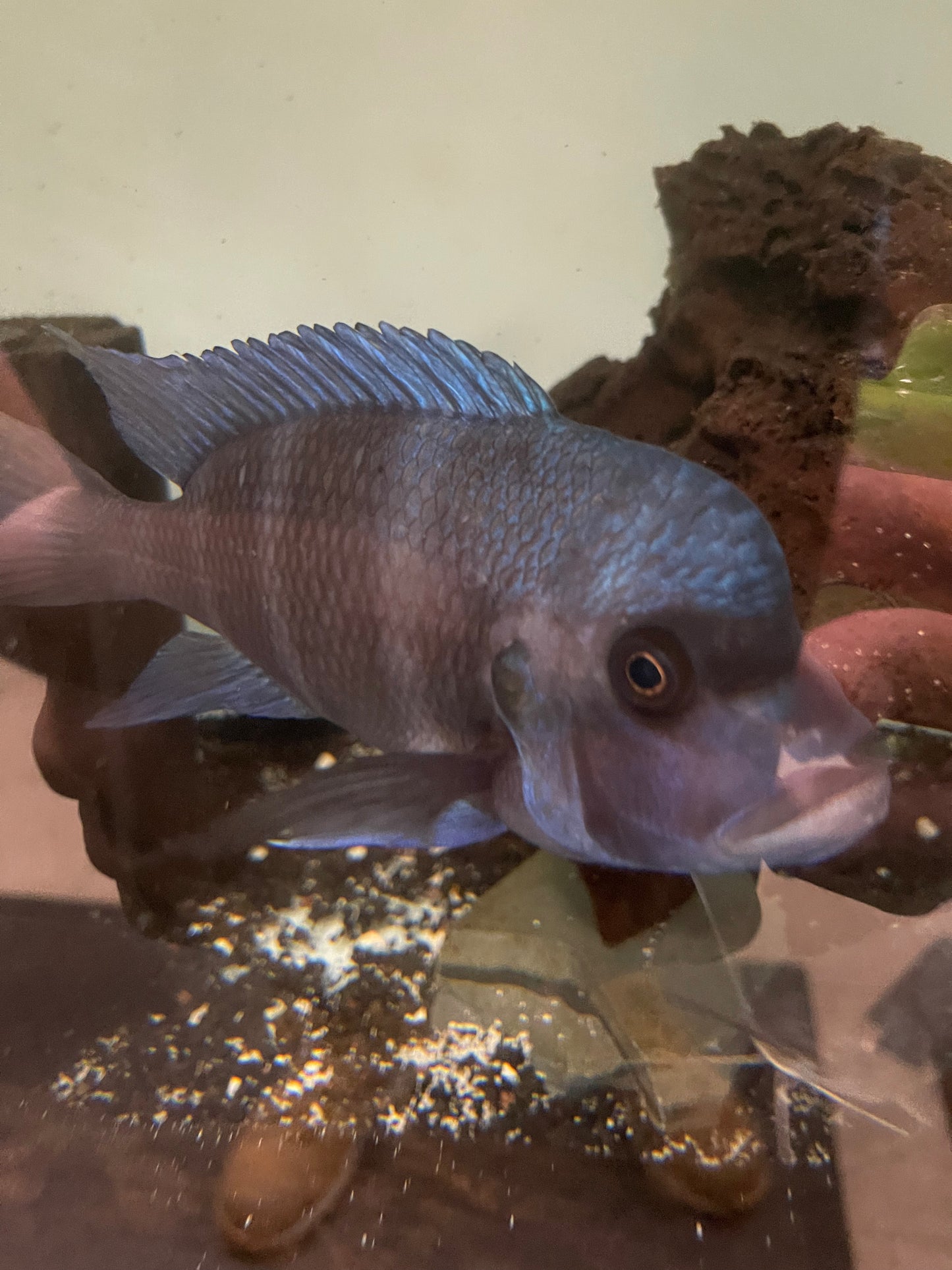 Cyphotilapia Frontosa Zaire Blue Moba