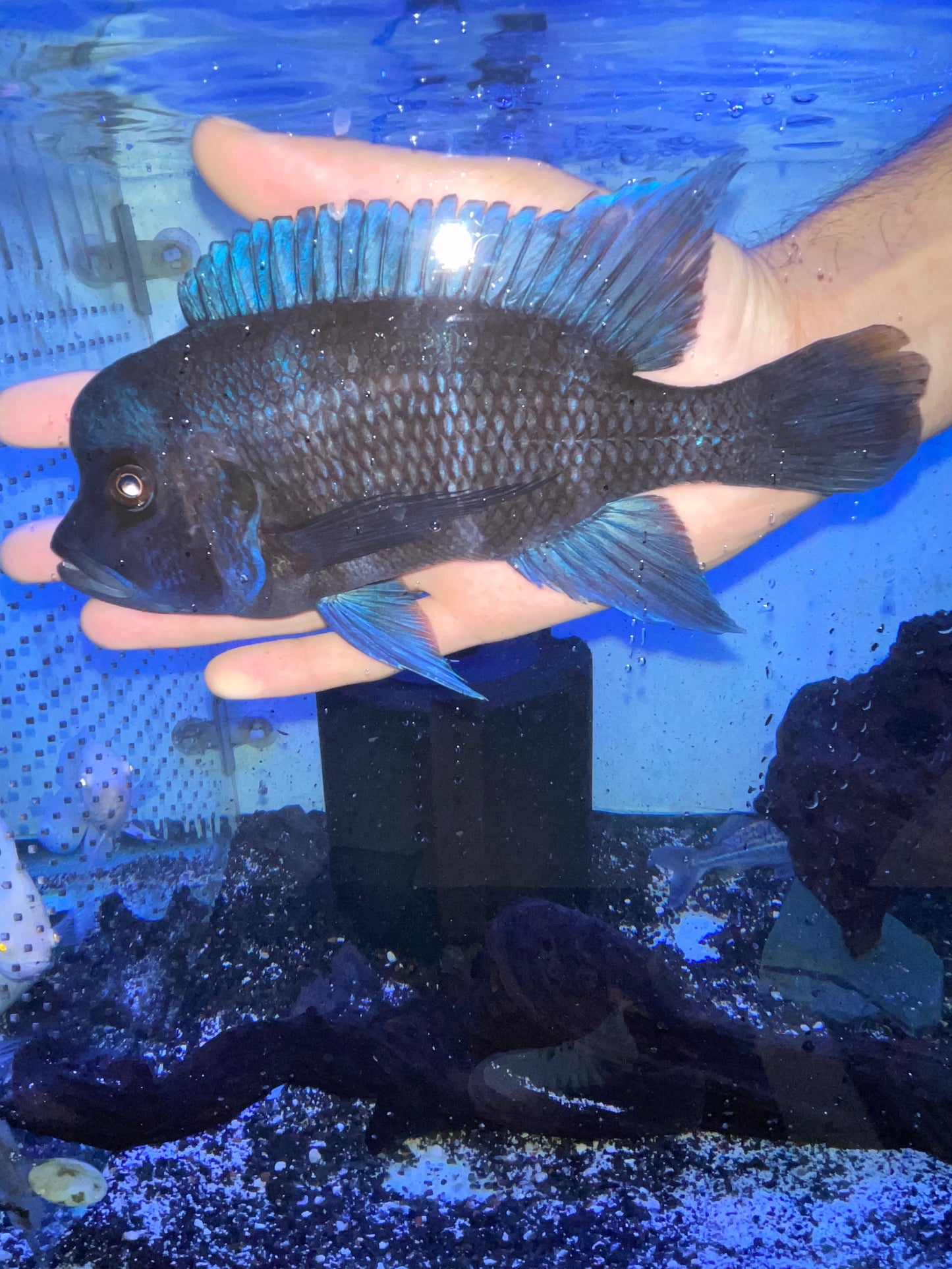 Cyphotilapia Frontosa Zaire Blue Moba