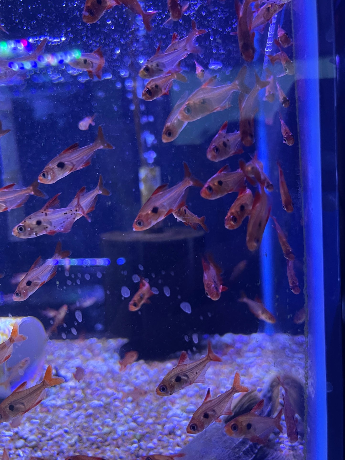 Red Phantom Tetra