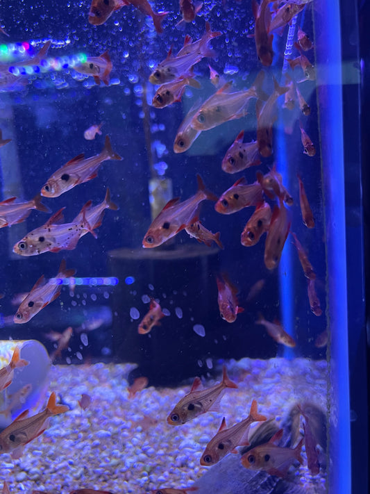 Red Phantom Tetra