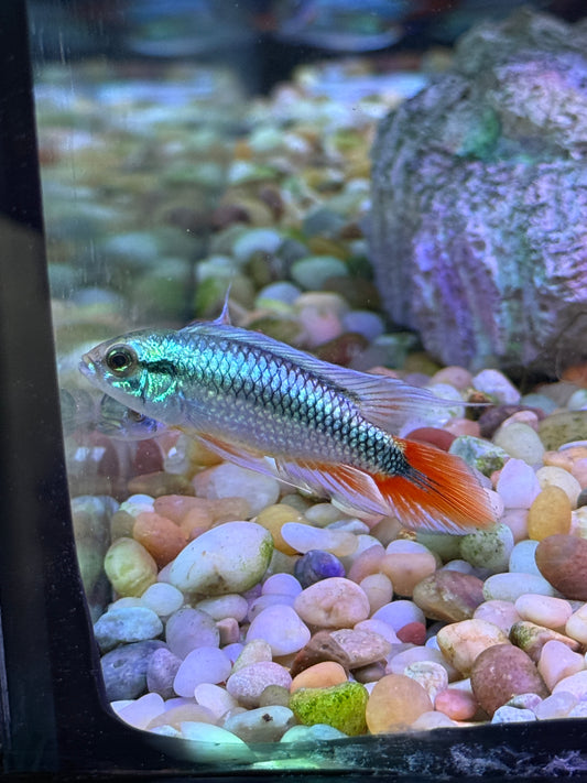 Apisto agassizii 'Blue Flame Apistogramma agassizii