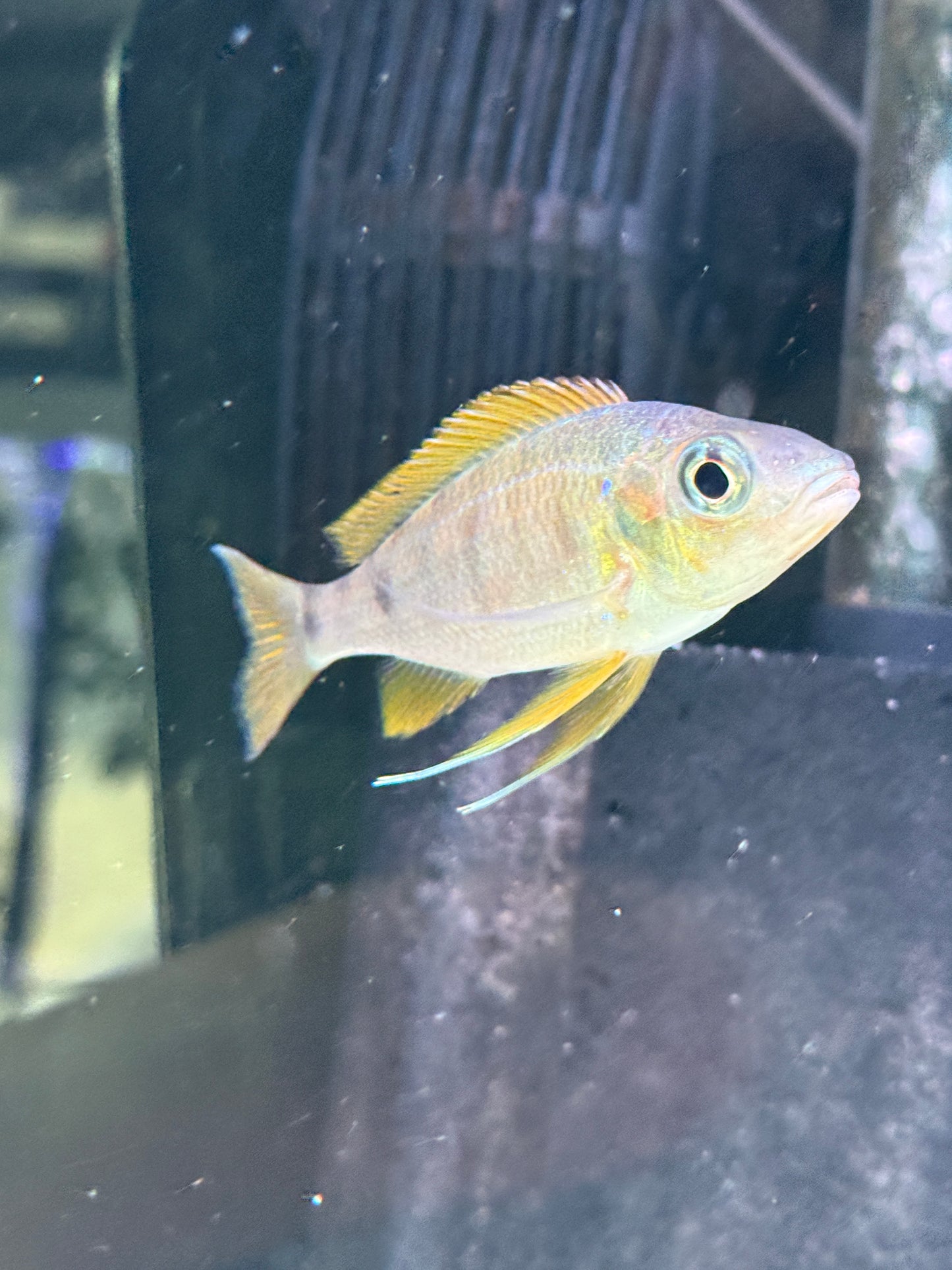 Golden Tip Cichlid Ophthalmotilapia nasuta